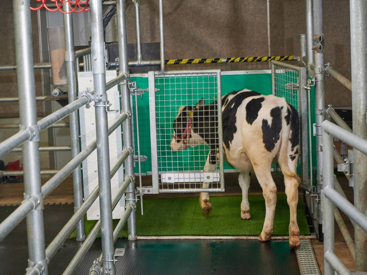 Ein Kalb betritt eine Latrine. Kälber können offenbar darauf trainiert werden, ihren Urin auf einer Art Toilette abzugeben - das soll sowohl dem Klima- als auch dem Umweltschutz dienen.