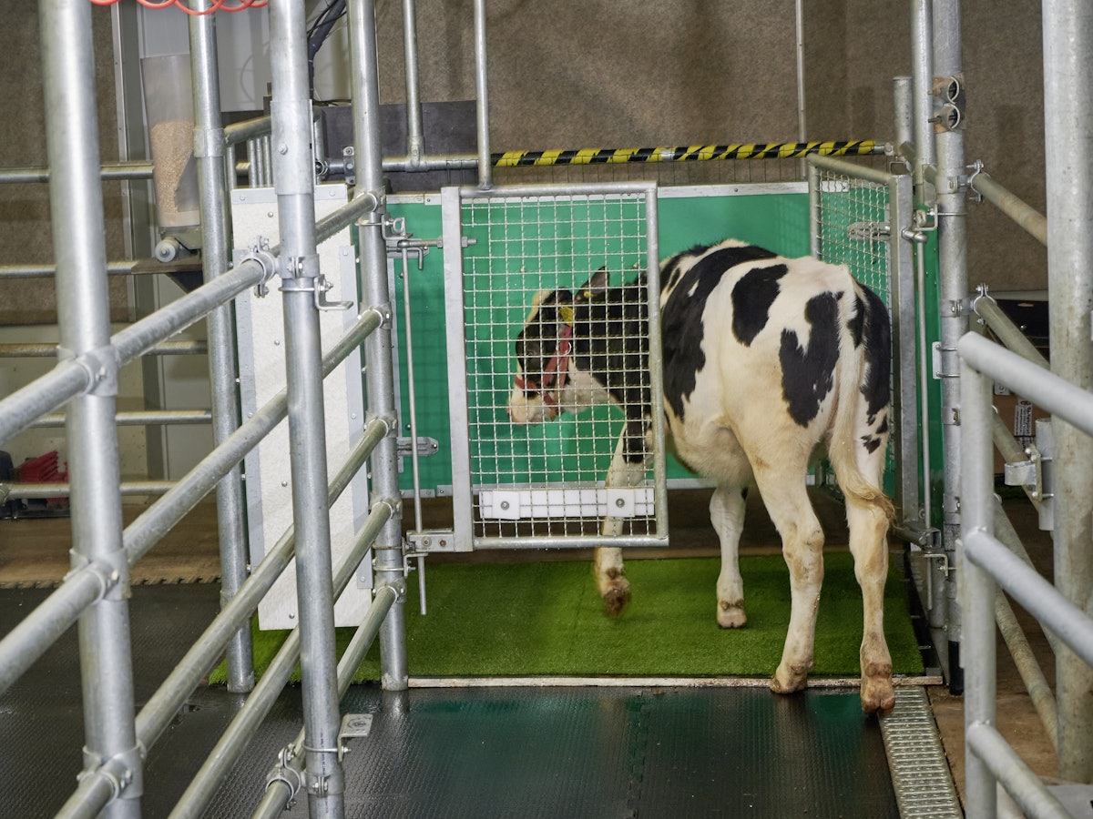 Ein Kalb betritt eine Latrine. Kälber können offenbar darauf trainiert werden, ihren Urin auf einer Art Toilette abzugeben - das soll sowohl dem Klima- als auch dem Umweltschutz dienen.