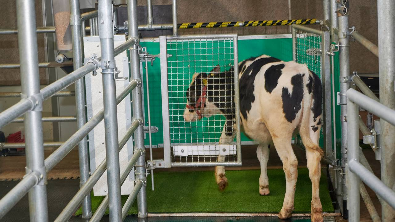 Ein Kalb betritt eine Latrine. Kälber können offenbar darauf trainiert werden, ihren Urin auf einer Art Toilette abzugeben - das soll sowohl dem Klima- als auch dem Umweltschutz dienen.
