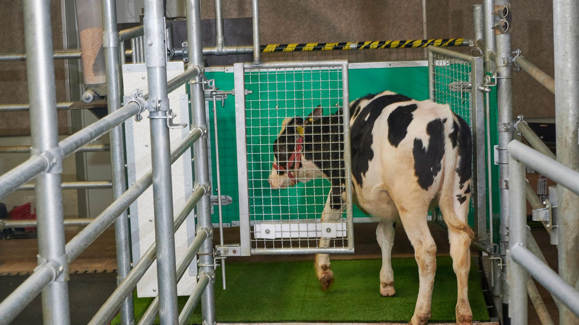Ein Kalb betritt eine Latrine. Kälber können offenbar darauf trainiert werden, ihren Urin auf einer Art Toilette abzugeben - das soll sowohl dem Klima- als auch dem Umweltschutz dienen.