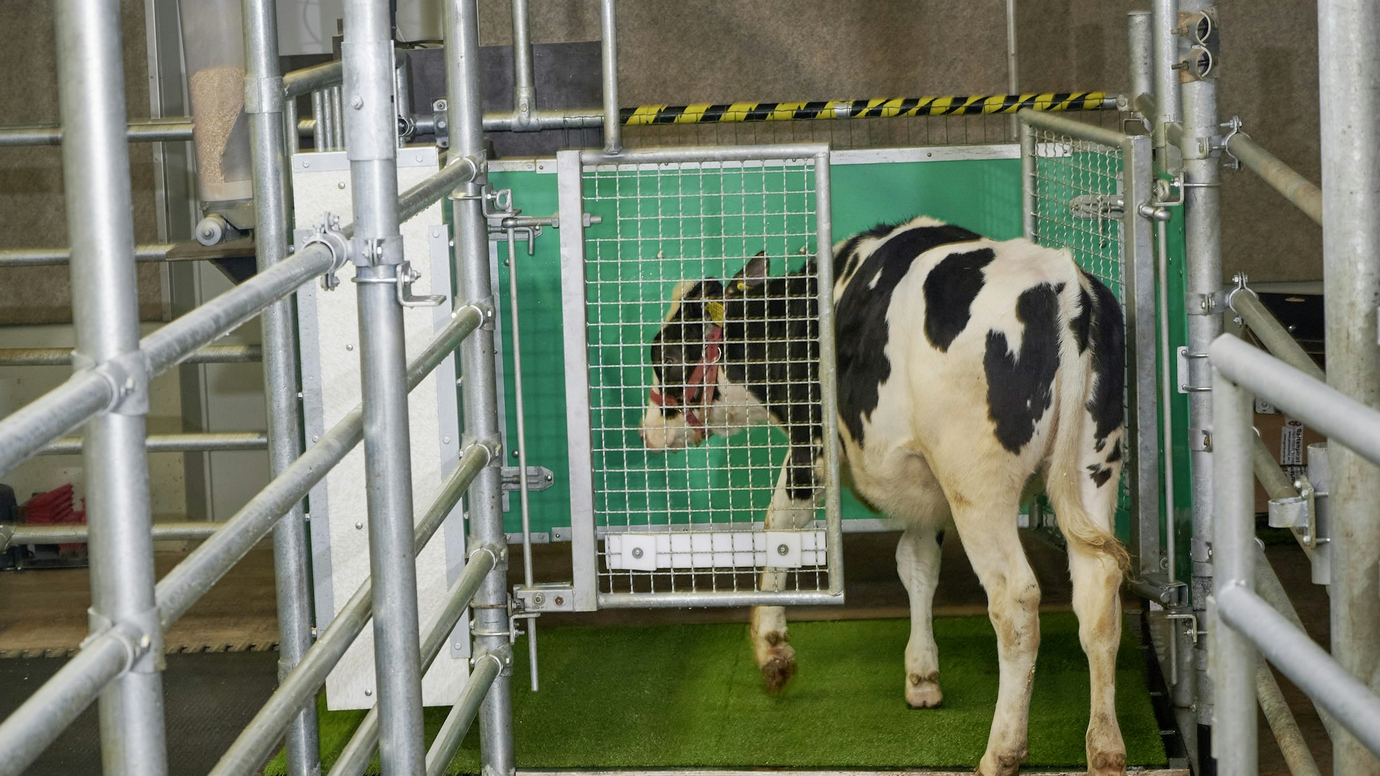 Ein Kalb betritt eine Latrine. Kälber können offenbar darauf trainiert werden, ihren Urin auf einer Art Toilette abzugeben - das soll sowohl dem Klima- als auch dem Umweltschutz dienen.