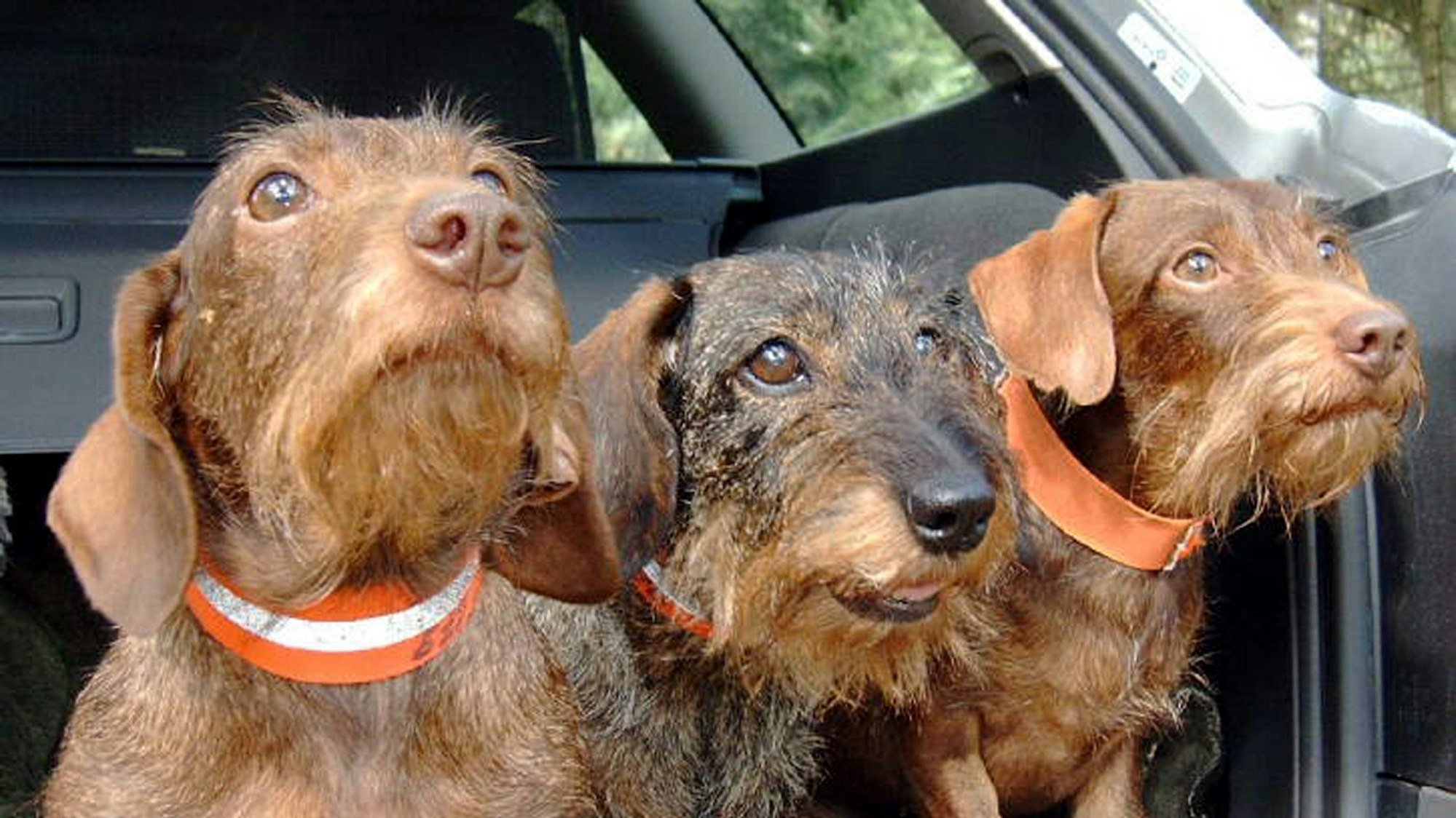 Drei Rauhaardackel schauen am 24. September 2004 aus dem Kofferraum eines Autos in Hamburg.