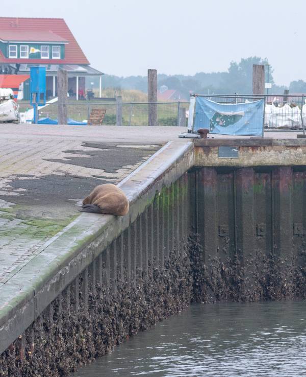 Ein Walross liegt am 10. September auf der Nordsee-Insel Spiekeroog an der Hafenmauer. Es sieht entspannt aus.