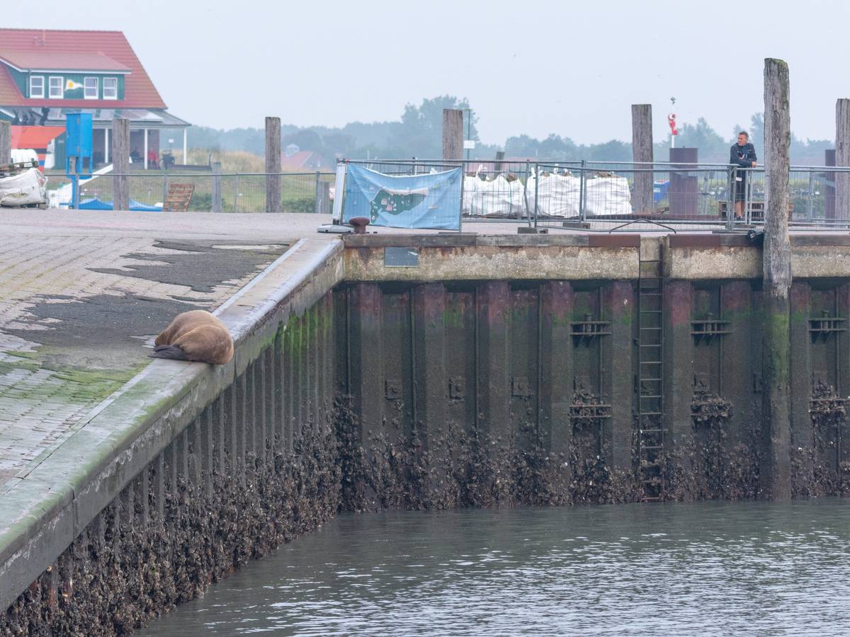 Ein Walross liegt am 10. September auf der Nordsee-Insel Spiekeroog an der Hafenmauer. Es sieht entspannt aus.