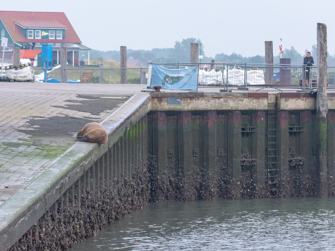 Ein Walross liegt am 10. September auf der Nordsee-Insel Spiekeroog an der Hafenmauer. Es sieht entspannt aus.