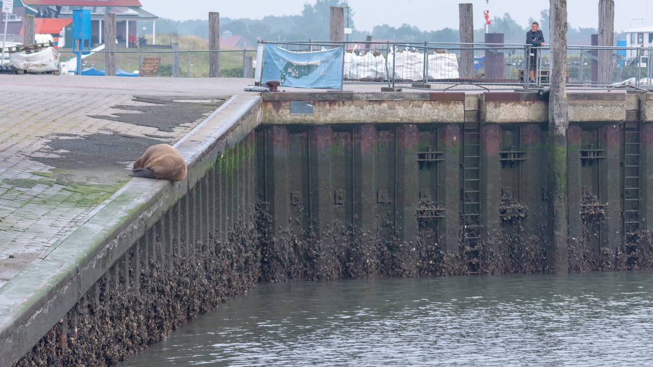 Ein Walross liegt am 10. September auf der Nordsee-Insel Spiekeroog an der Hafenmauer. Es sieht entspannt aus.