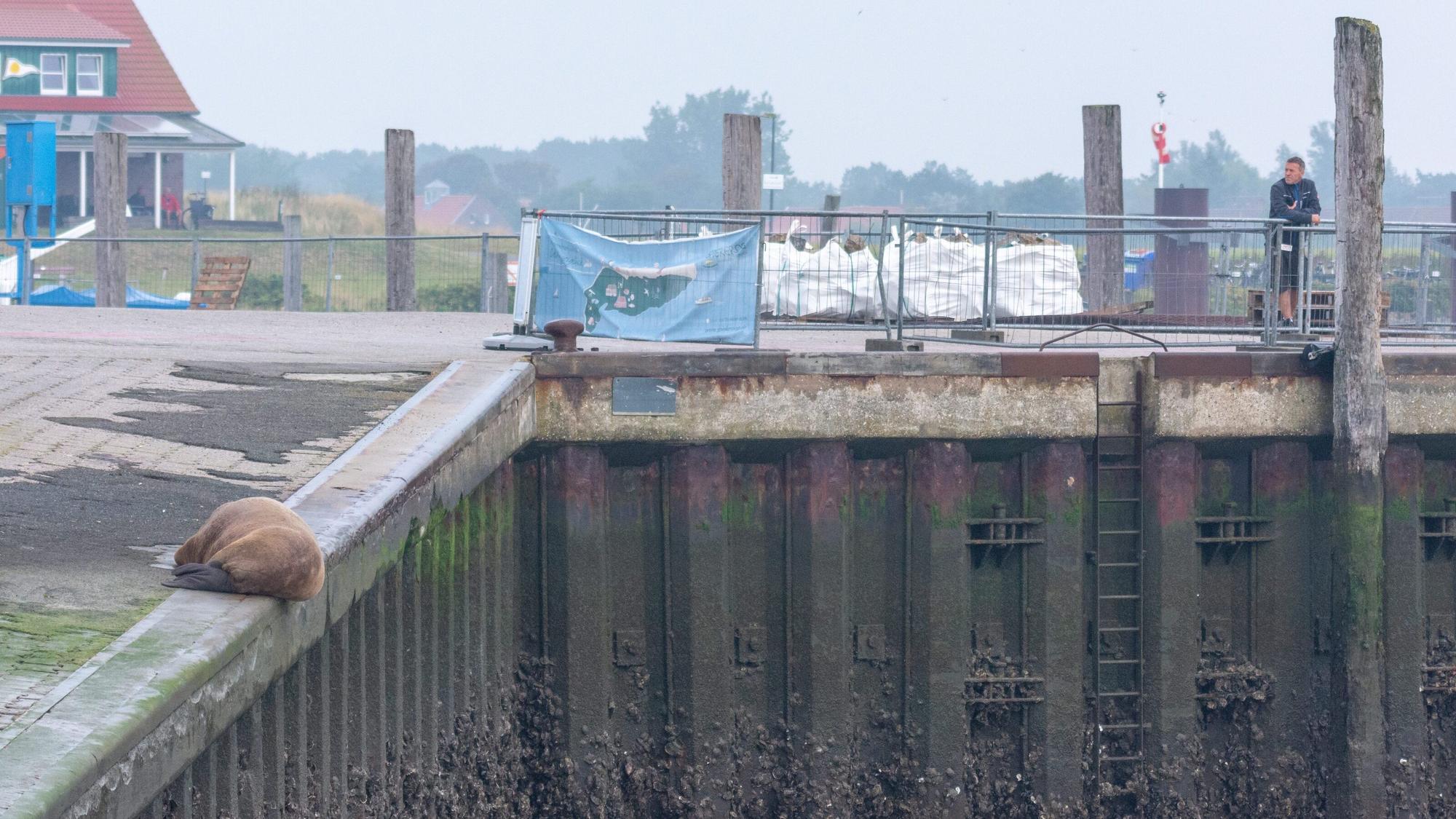 Ein Walross liegt am 10. September auf der Nordsee-Insel Spiekeroog an der Hafenmauer. Es sieht entspannt aus.