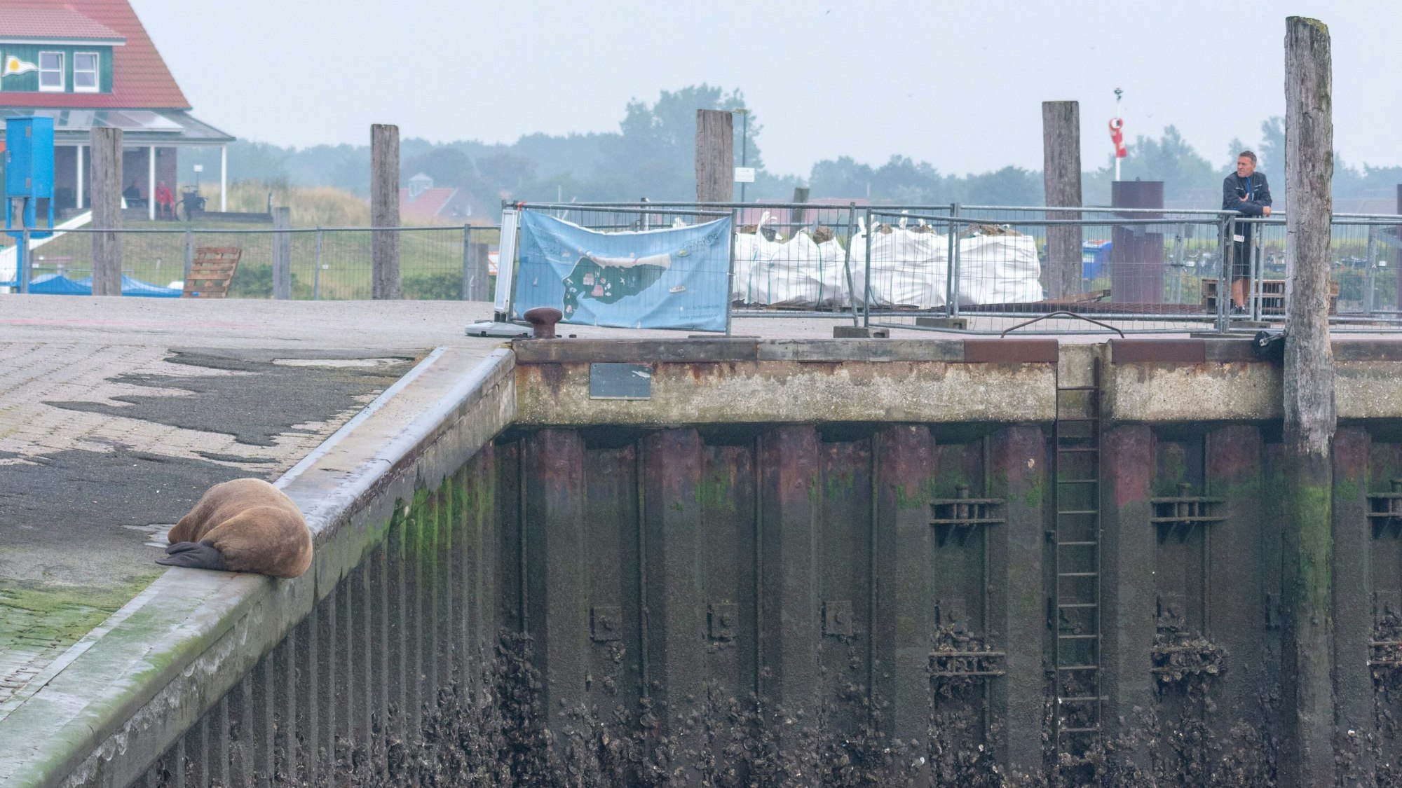 Ein Walross liegt am 10. September auf der Nordsee-Insel Spiekeroog an der Hafenmauer. Es sieht entspannt aus.