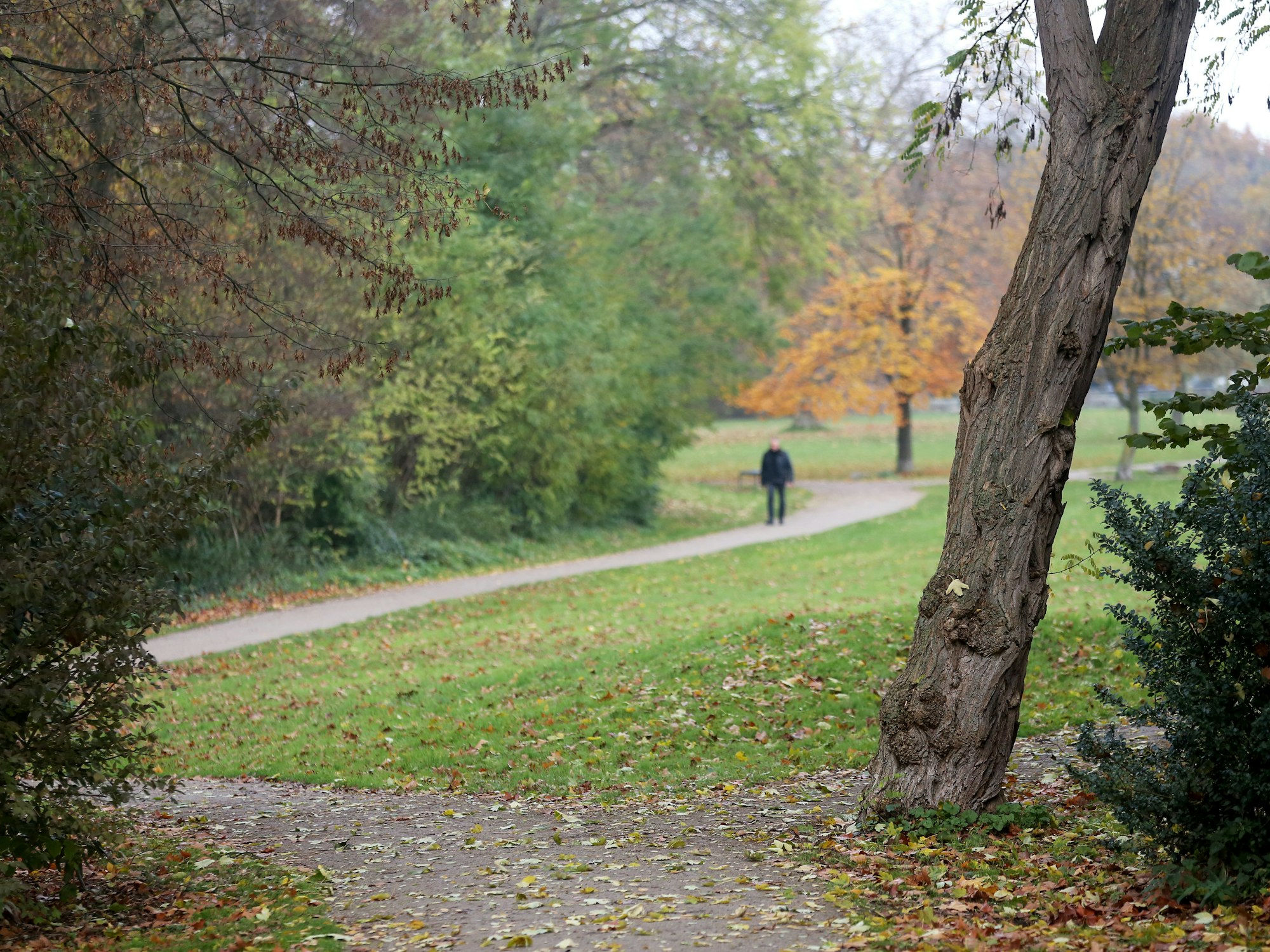 Blick in ein Waldstück, im Hintergrund Fußgänger.