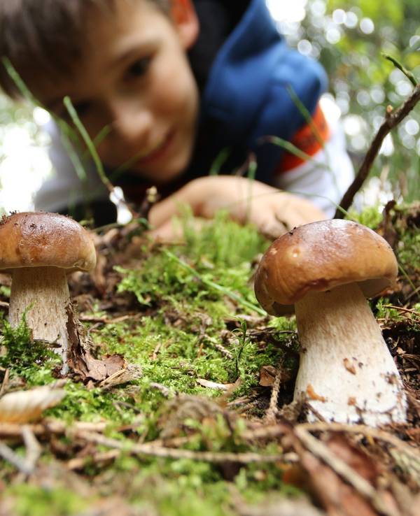 Ein Junge aus Wernigerode bestaunt zwei Steinpilze in einem Wald in Sachsen-Anhalt. Beim Pilze sammeln sollte man jedoch Vorsicht walten lassen.