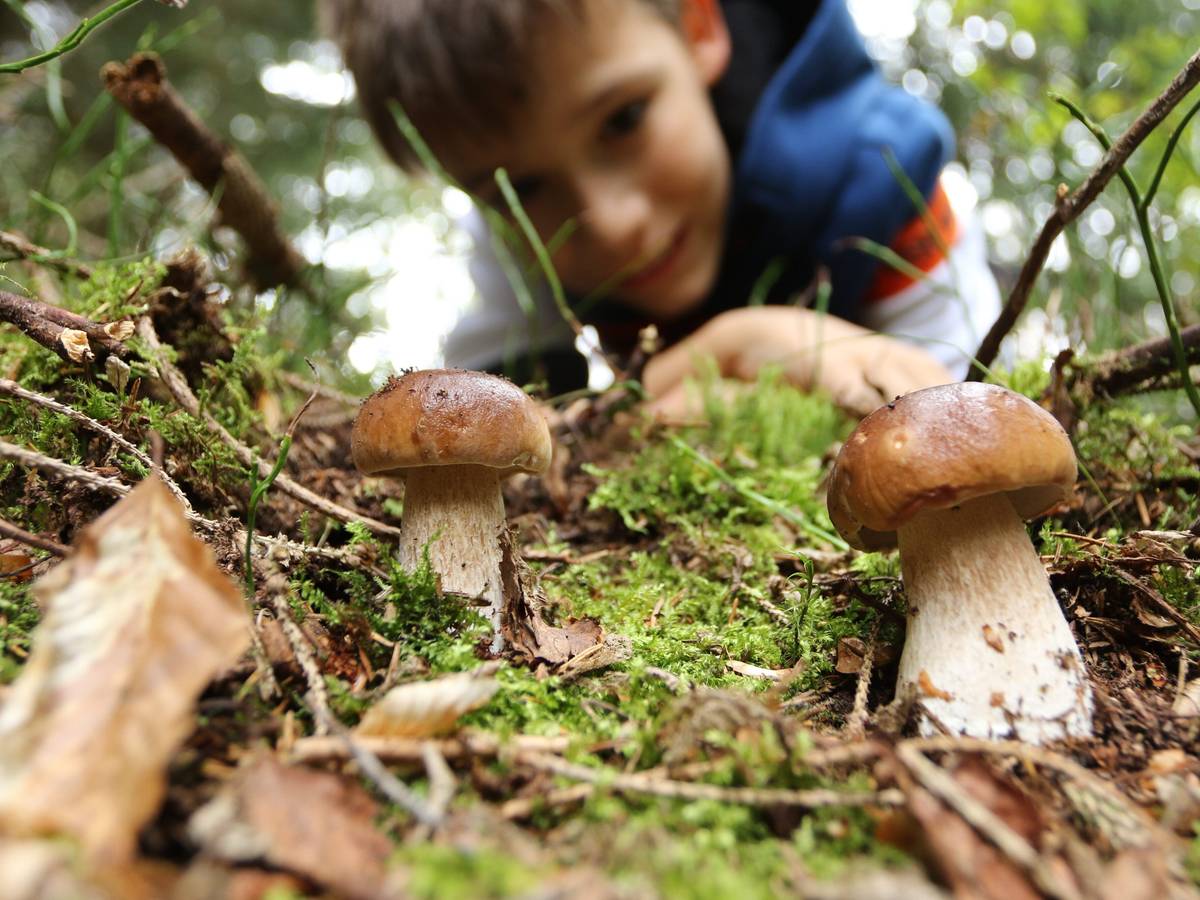Ein Junge aus Wernigerode bestaunt zwei Steinpilze in einem Wald in Sachsen-Anhalt. Beim Pilze sammeln sollte man jedoch Vorsicht walten lassen.