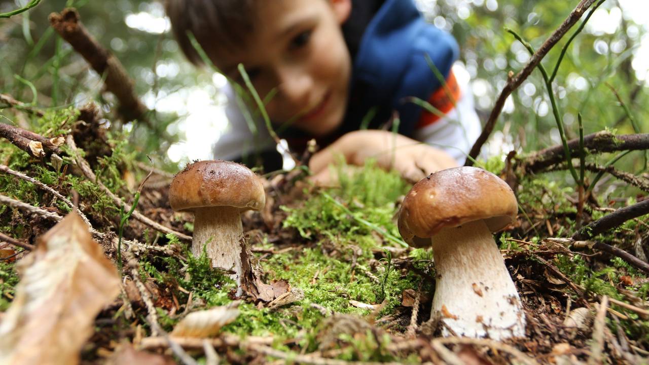 Ein Junge aus Wernigerode bestaunt zwei Steinpilze in einem Wald in Sachsen-Anhalt. Beim Pilze sammeln sollte man jedoch Vorsicht walten lassen.