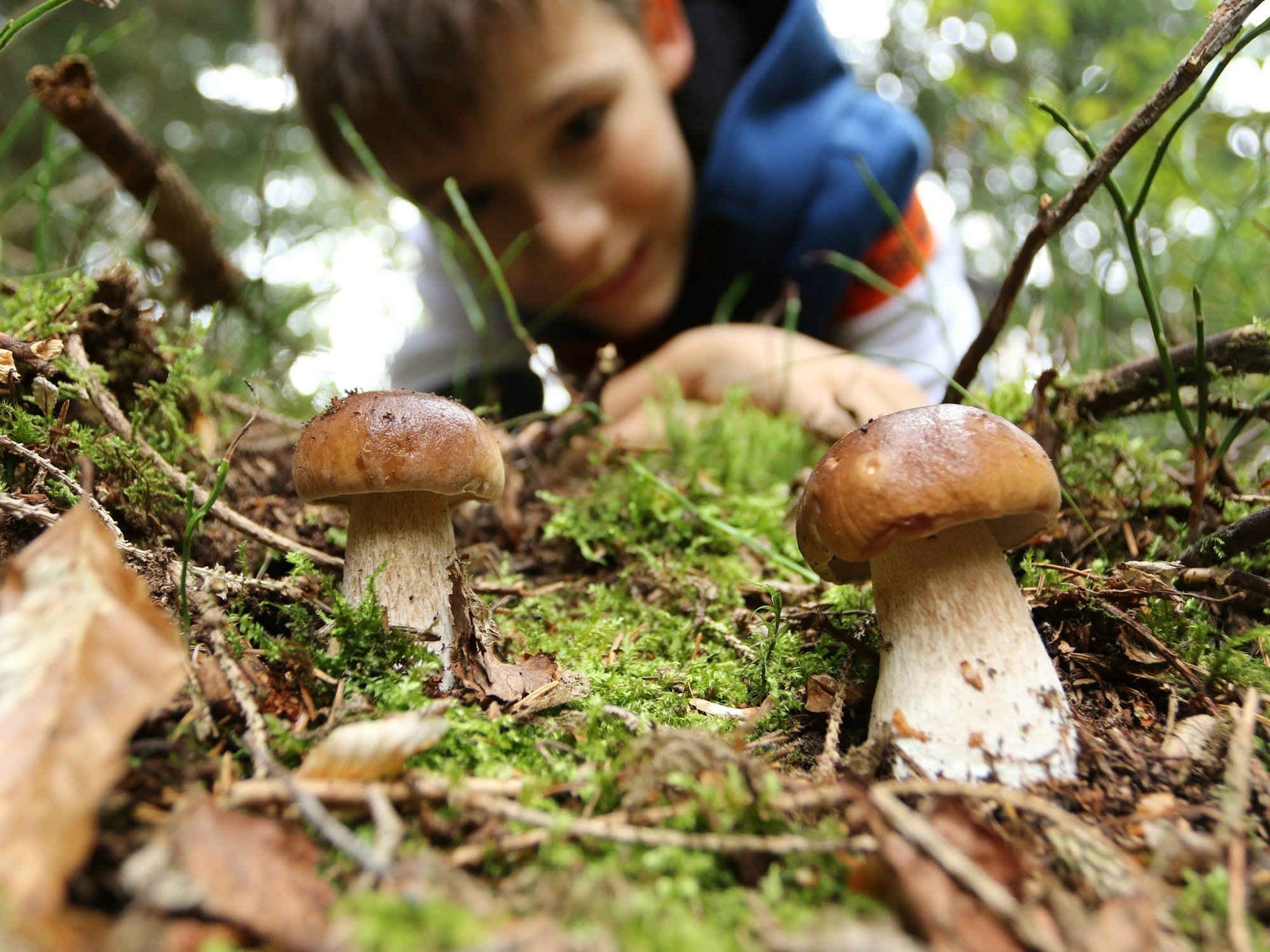 Ein Junge aus Wernigerode bestaunt zwei Steinpilze in einem Wald in Sachsen-Anhalt. Beim Pilze sammeln sollte man jedoch Vorsicht walten lassen.