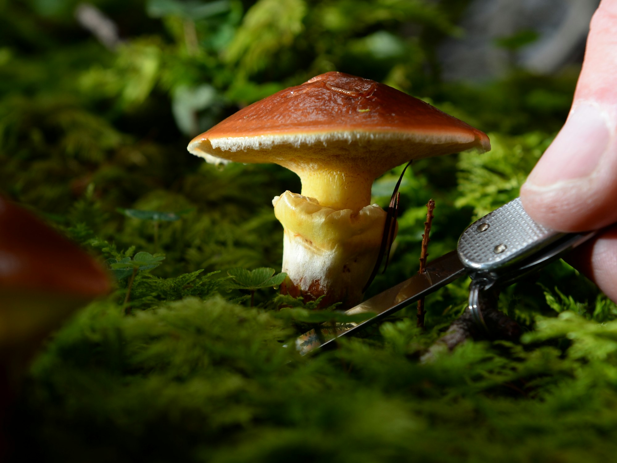 Von Maronenröhrlingen (hier ein Exemplar 2014 in Friedrichshafen) sollte man unter Umständen besser die Finger lassen.