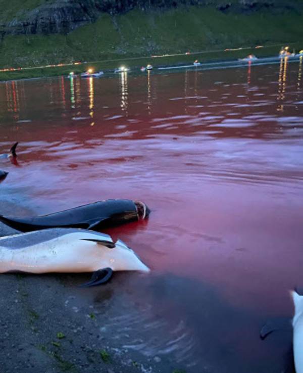 Foto von der DPA, aufgenommen von Sea Shepherd am 12. September 2021 auf den Färöer-Inseln. Gedownloadet am 16.09.2021 zum Zwecke der Berichterstattung.