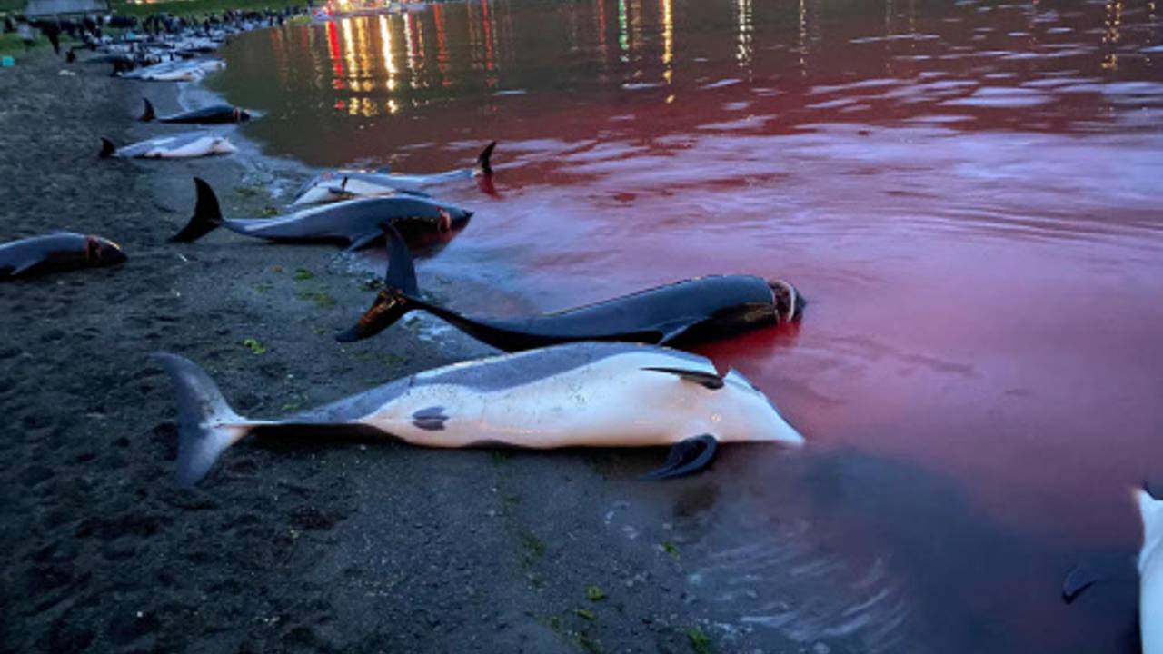 Foto von der DPA, aufgenommen von Sea Shepherd am 12. September 2021 auf den Färöer-Inseln. Gedownloadet am 16.09.2021 zum Zwecke der Berichterstattung.