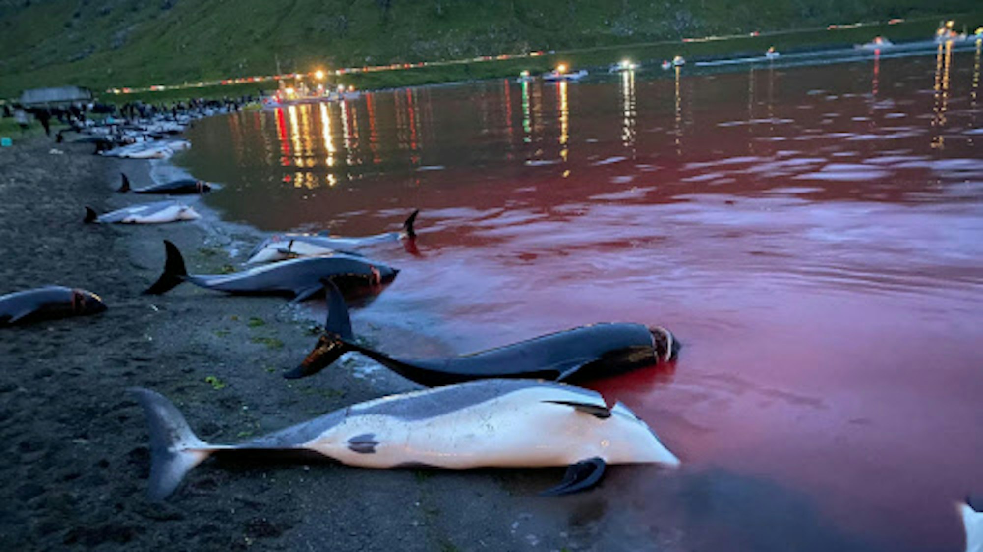 Foto von der DPA, aufgenommen von Sea Shepherd am 12. September 2021 auf den Färöer-Inseln. Gedownloadet am 16.09.2021 zum Zwecke der Berichterstattung.