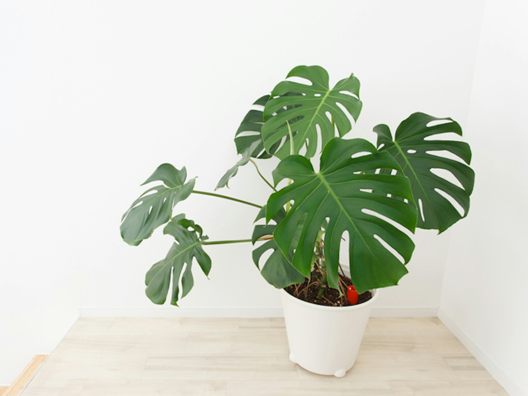 Monsteras sind pflegeleicht und kommen auch mit weniger Licht aus.