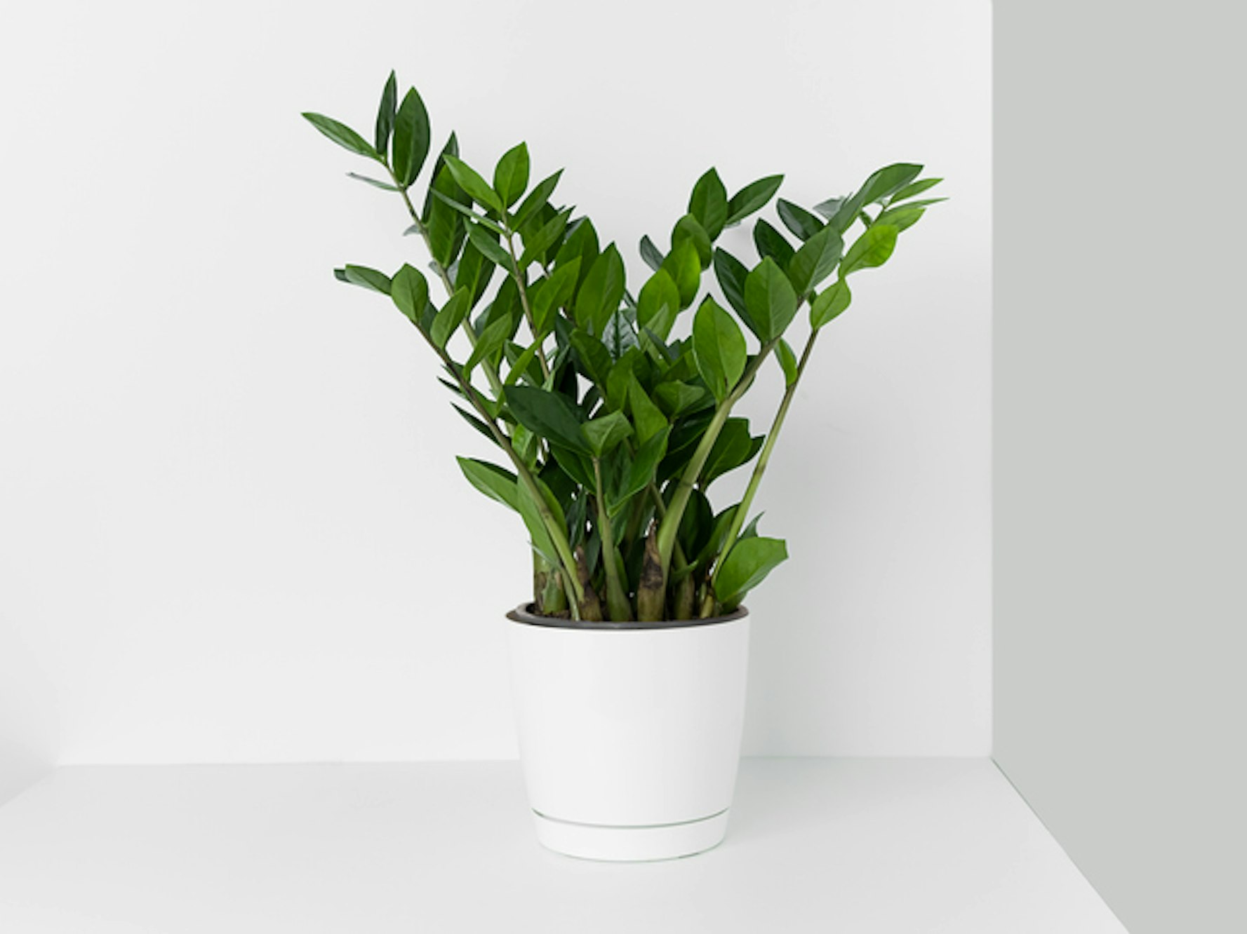 Die Glücksfeder kann auch an schattigen Plätzen stehen.