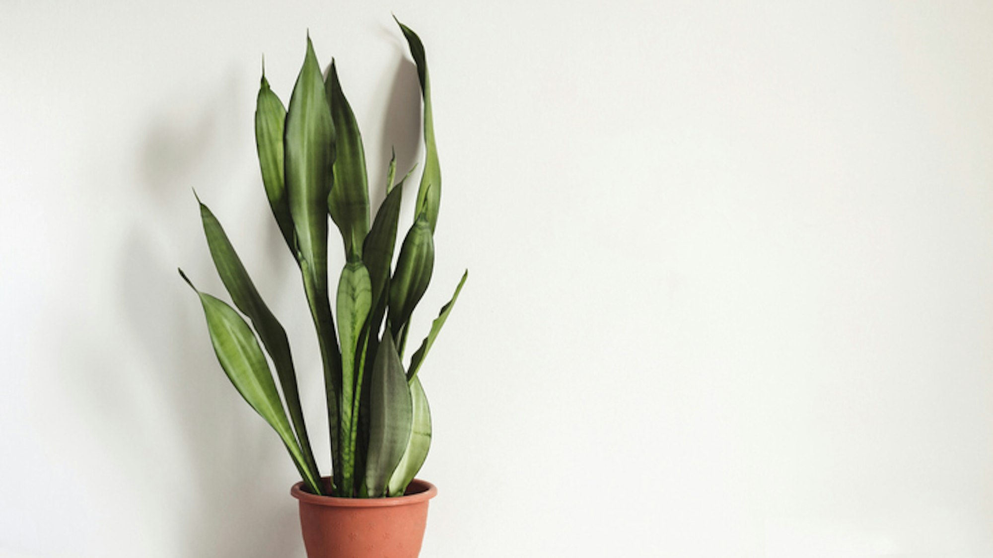 Der Bogenhanf kann als luftreinigende Pflanze viele Schadstoffe aus der Luft filtern.