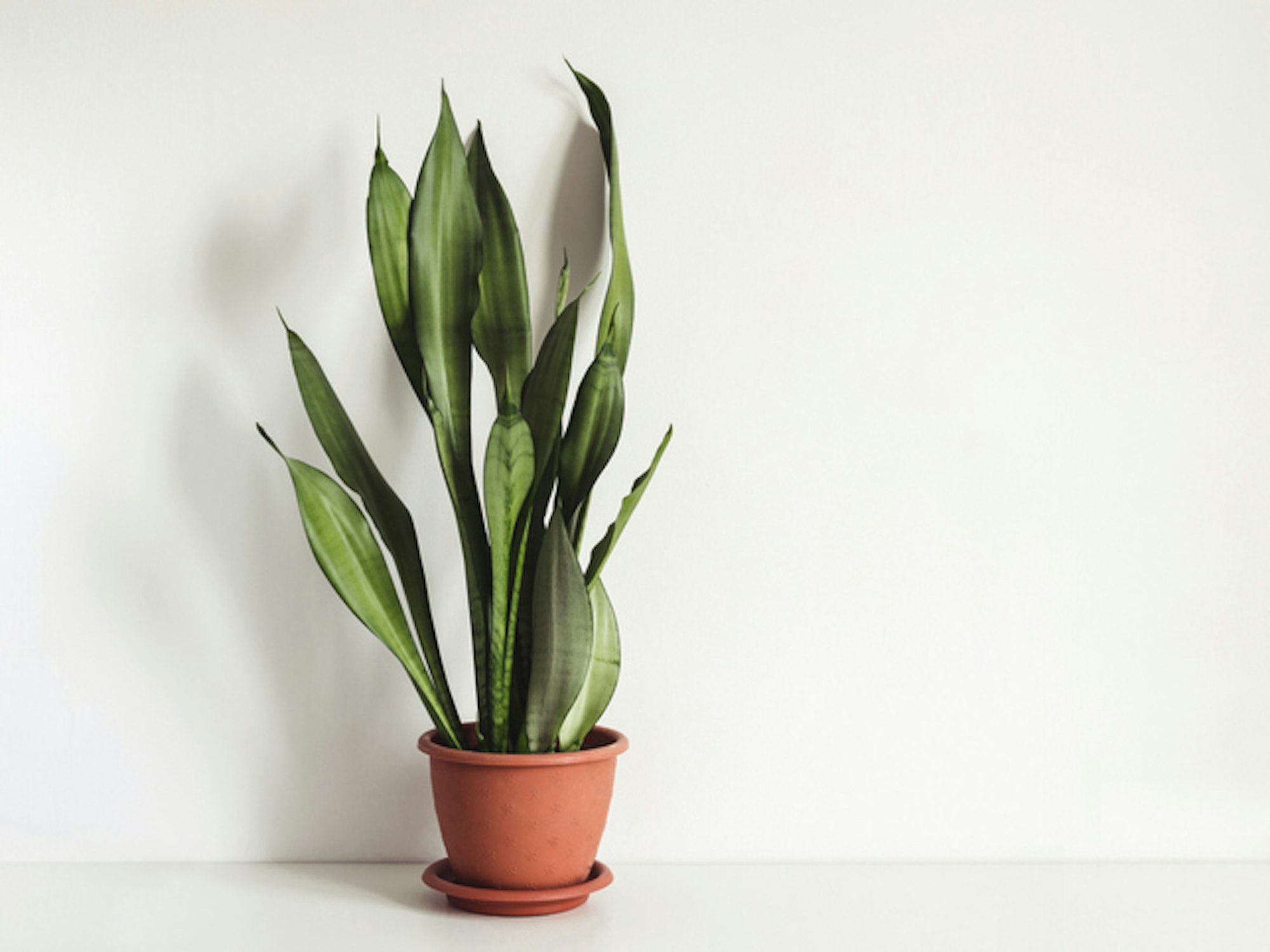 Eine pflegeleichte Pflanze fürs Schlafzimmer ist der Bogenhanf.