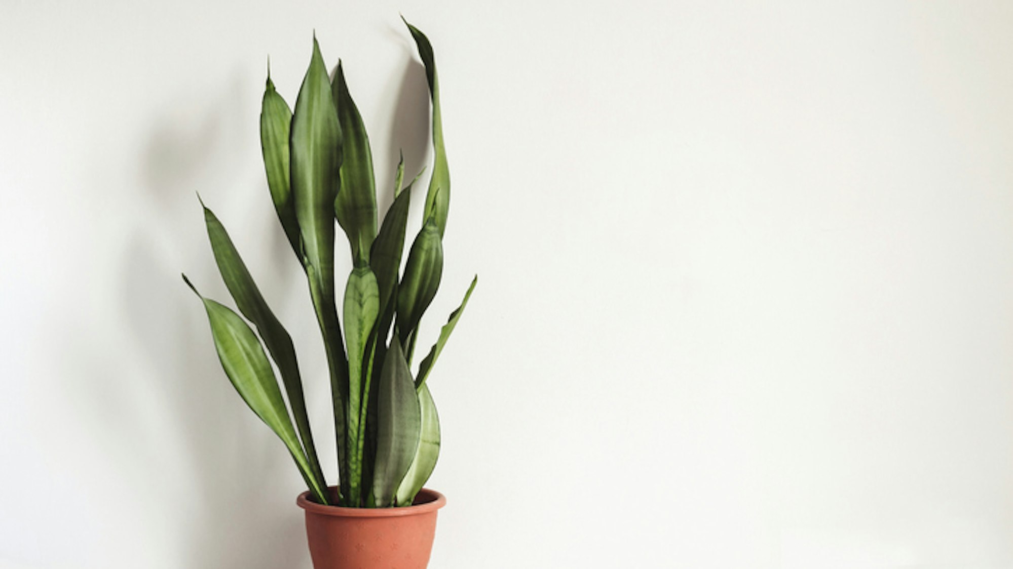 Der Bogenhanf kann als luftreinigende Pflanze viele Schadstoffe aus der Luft filtern.