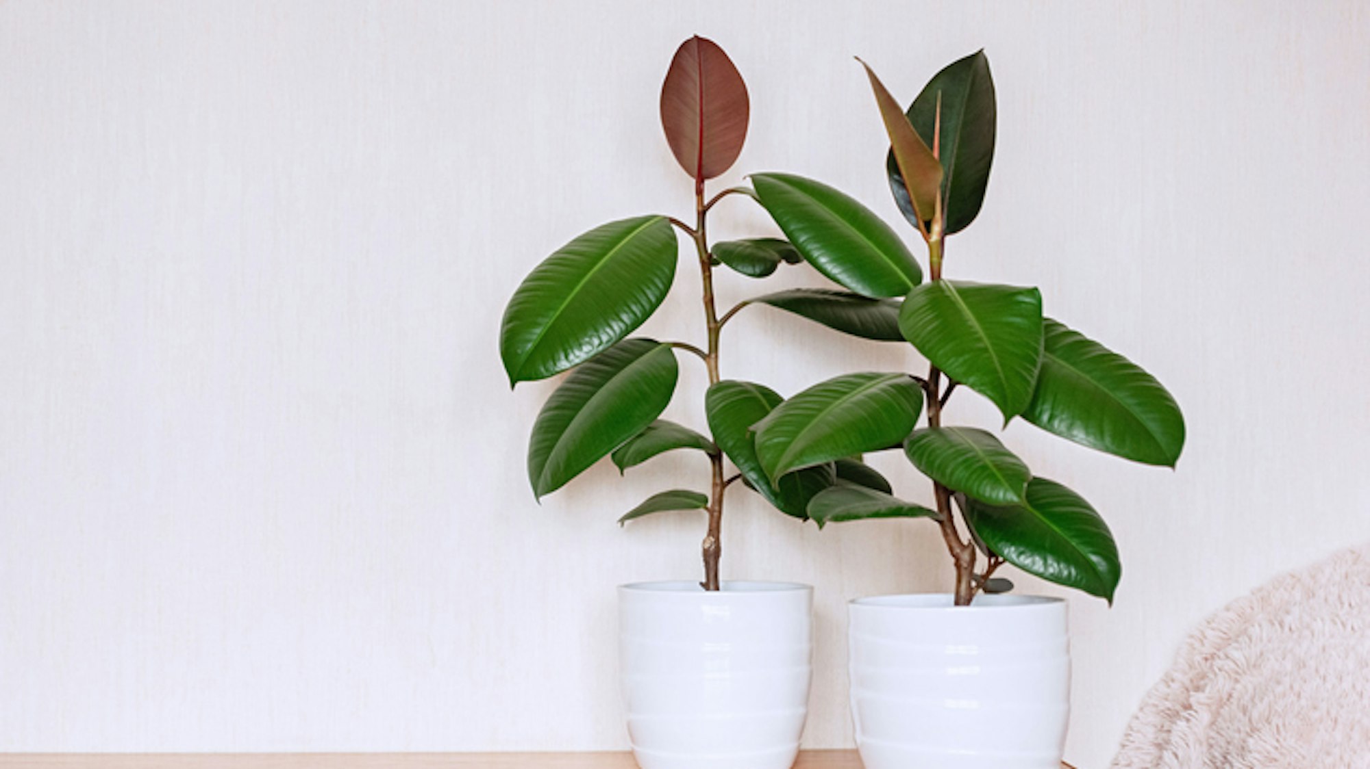 Der Gummibaum soll Schadstoffe aus Bodenbelägen und Wandfarben herausfiltern.