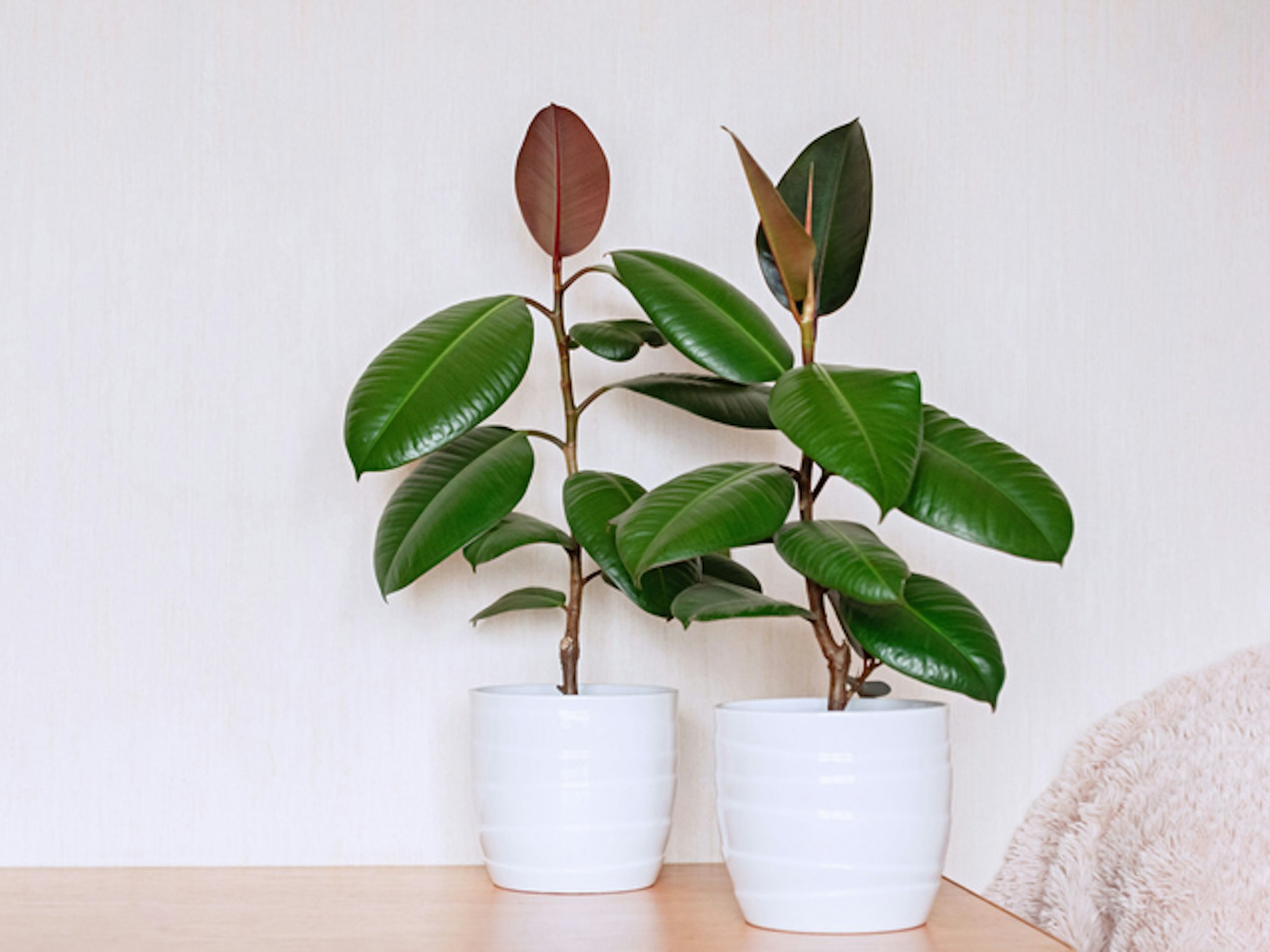 Der Gummibaum macht sich gut als Schlafzimmerpflanze.