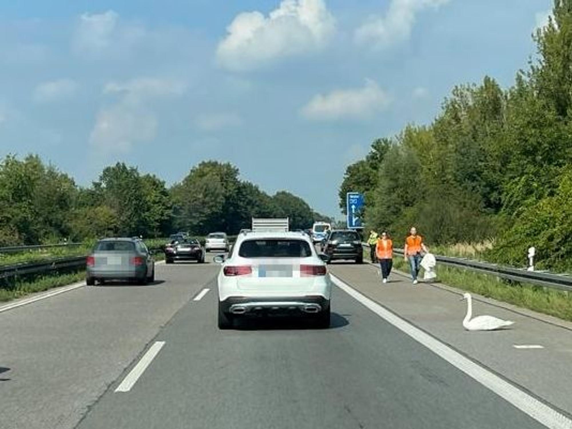 Ein Schwan hat auf der A59 bei Lind in Köln für Stau gesorgt.