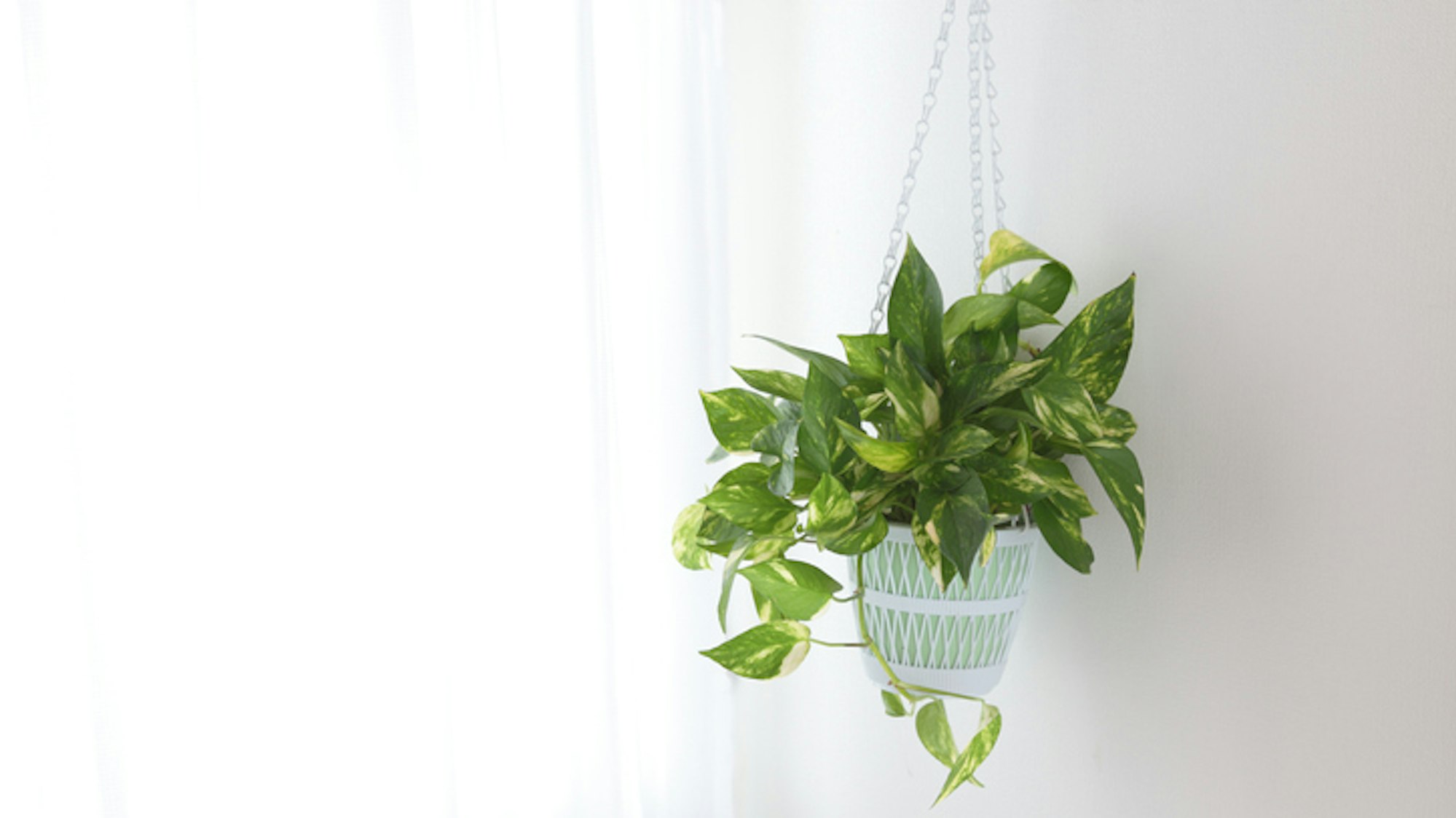 Die Efeutute ist eine pflegeleichte Hängepflanze fürs Zimmer.