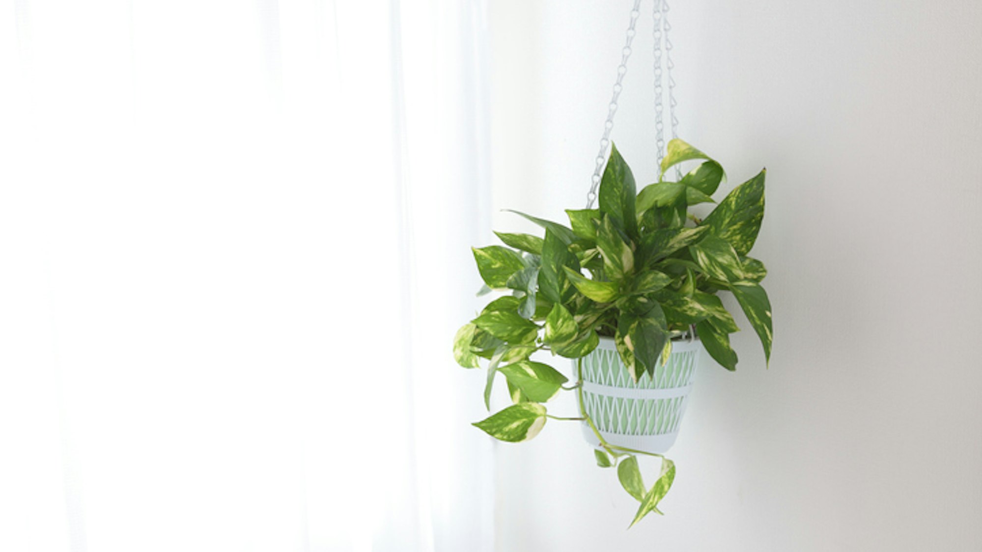 Die Efeutute sorgt für Dschungel-Feeling im Badezimmer.