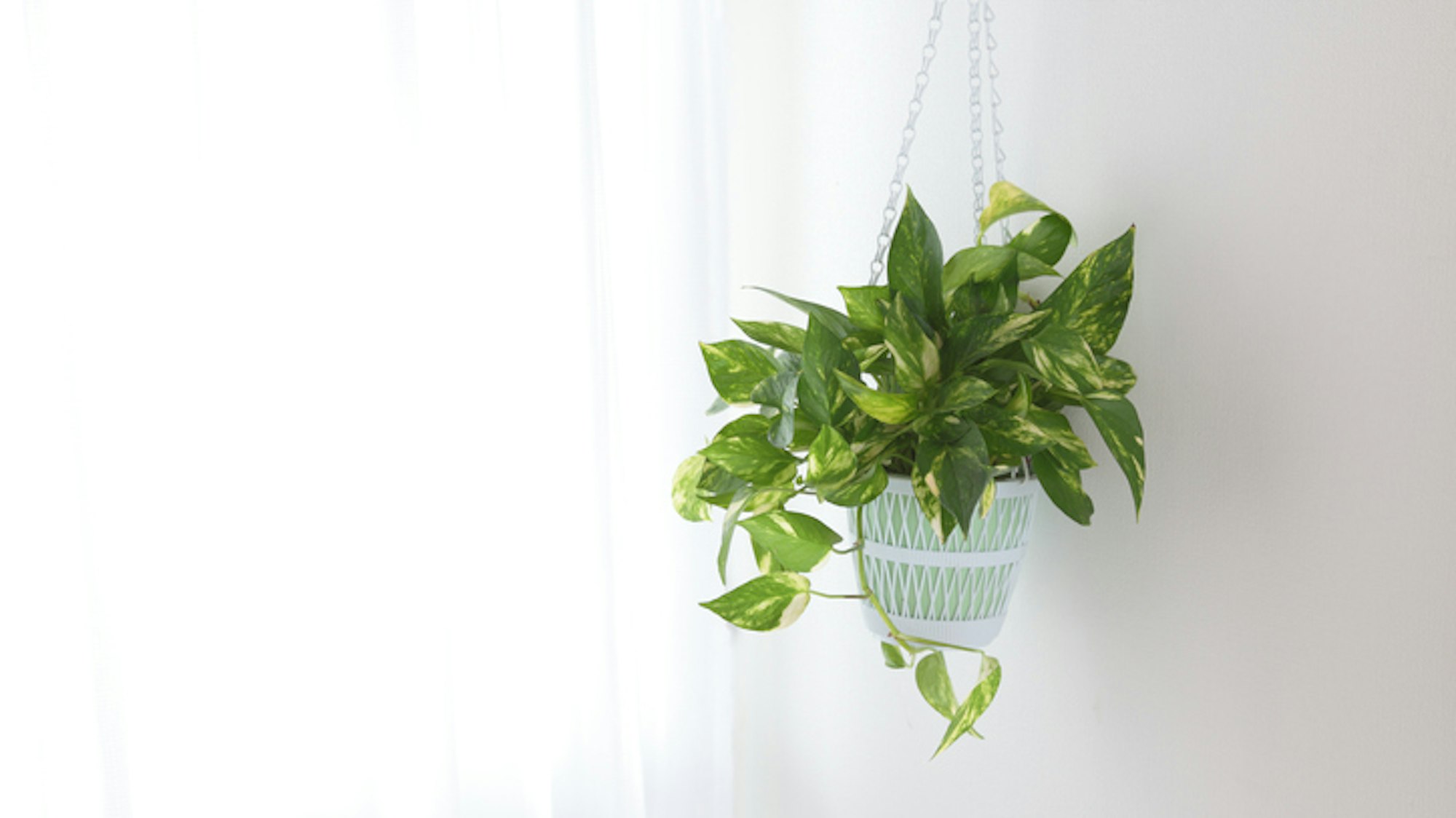 Die Efeutute gilt als luftreinigende Pflanze.