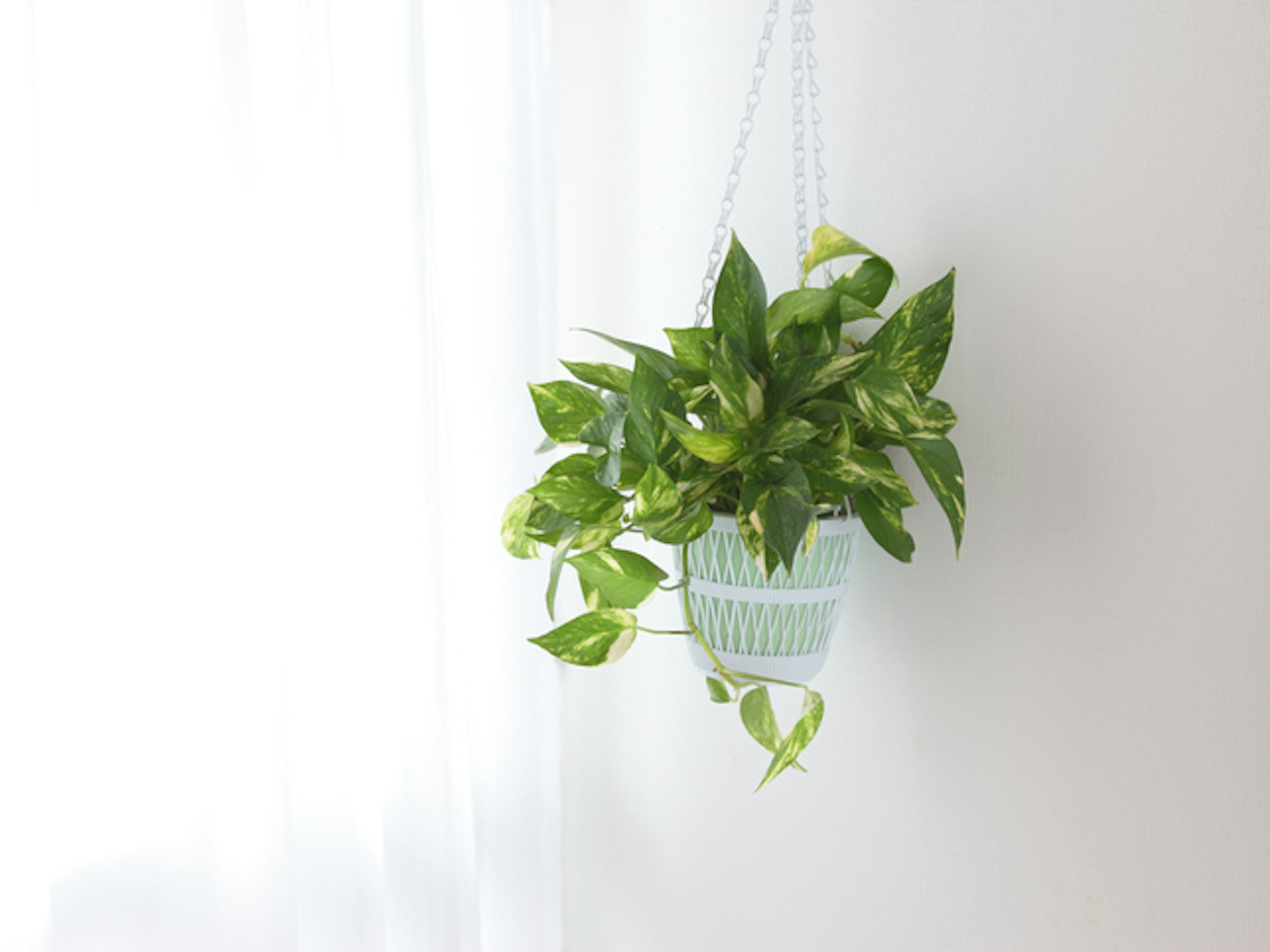 Die Efeutute kann schlechten Gerüchen entgegenwirken.