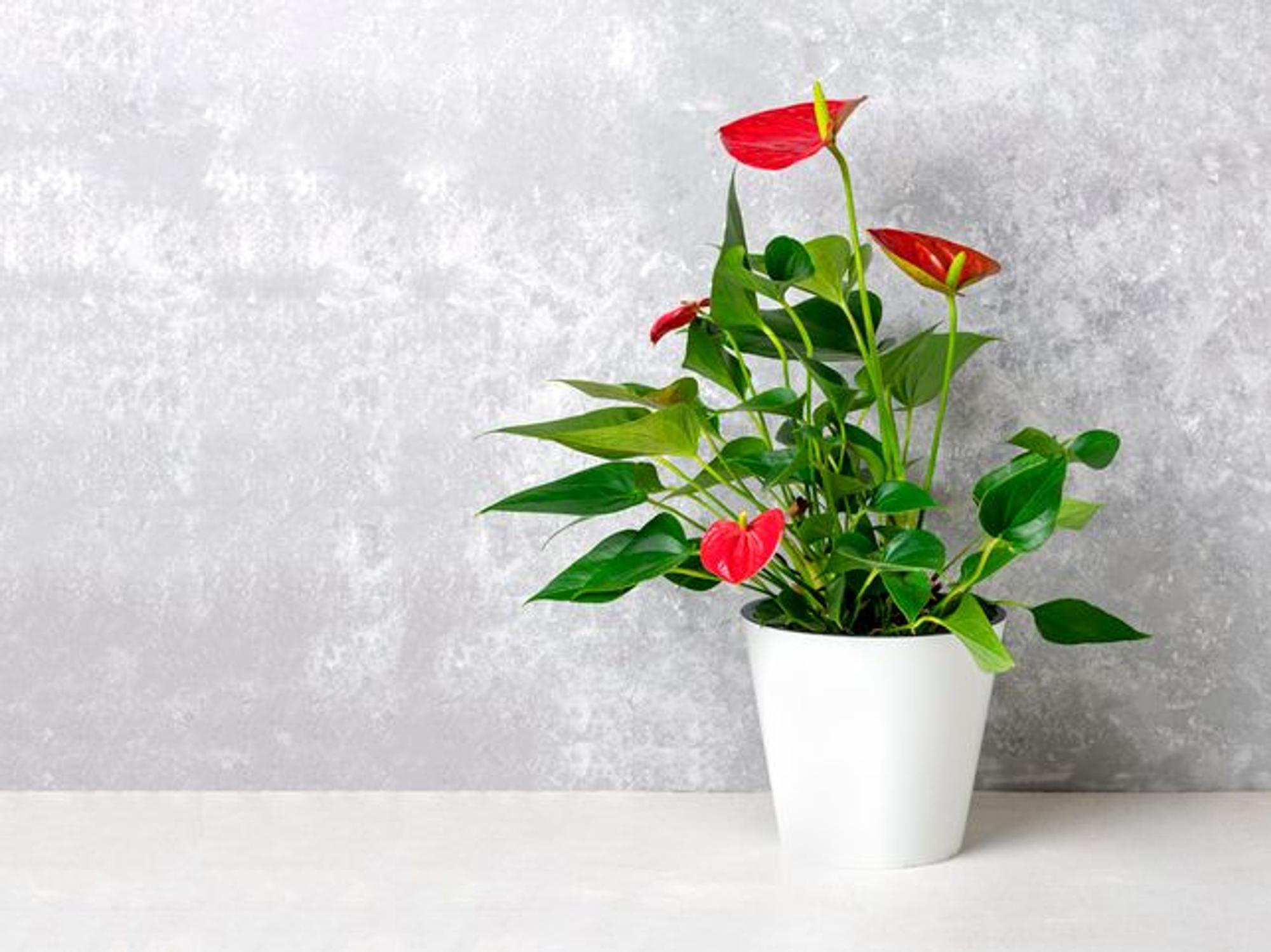 Die Flamingoblume sorgt als Zimmerpflanze für wenig Licht auch mit ihren Blüten für Farbe in der Wohnung.