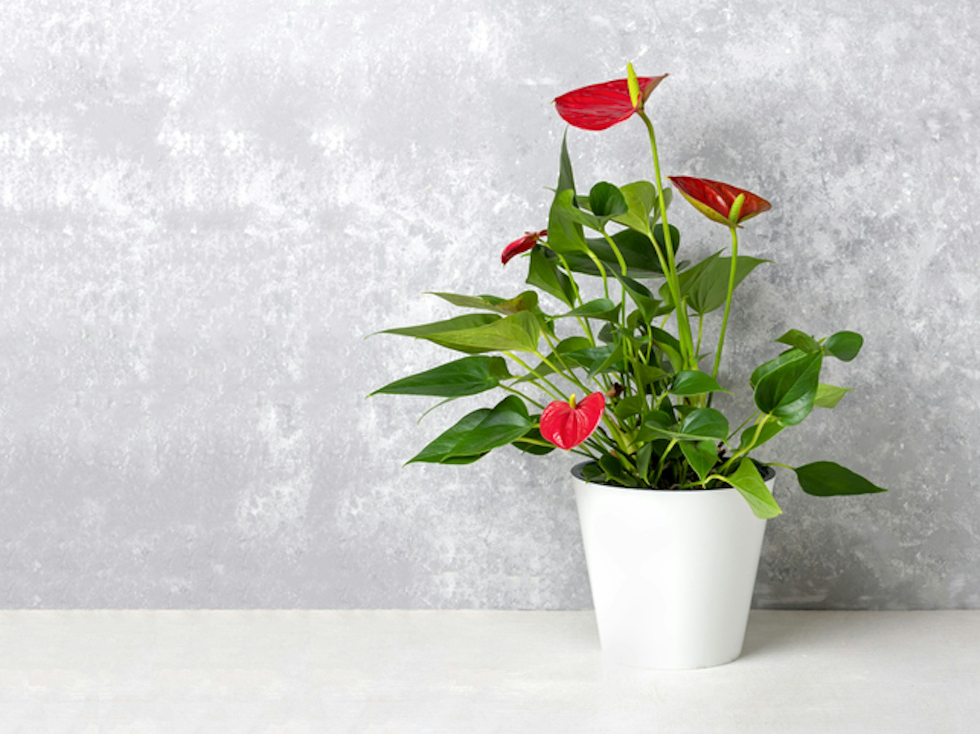 Die Flamingoblume sorgt als Zimmerpflanze für wenig Licht auch mit ihren Blüten für Farbe in der Wohnung.