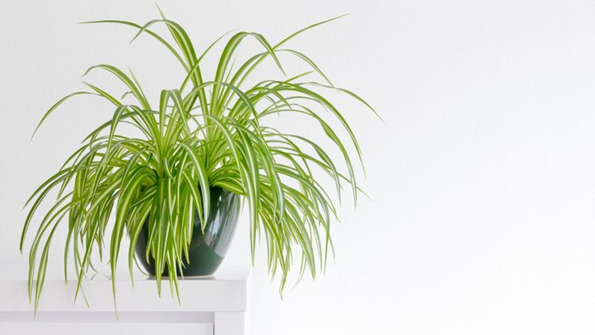 Im Englischen wird sie auch Spiderplant genannt: die Grünlilie.