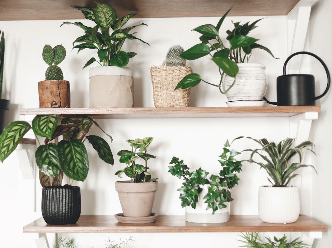 Auch für dunkle Wohnungen gibt es die passenden Zimmerpflanzen.