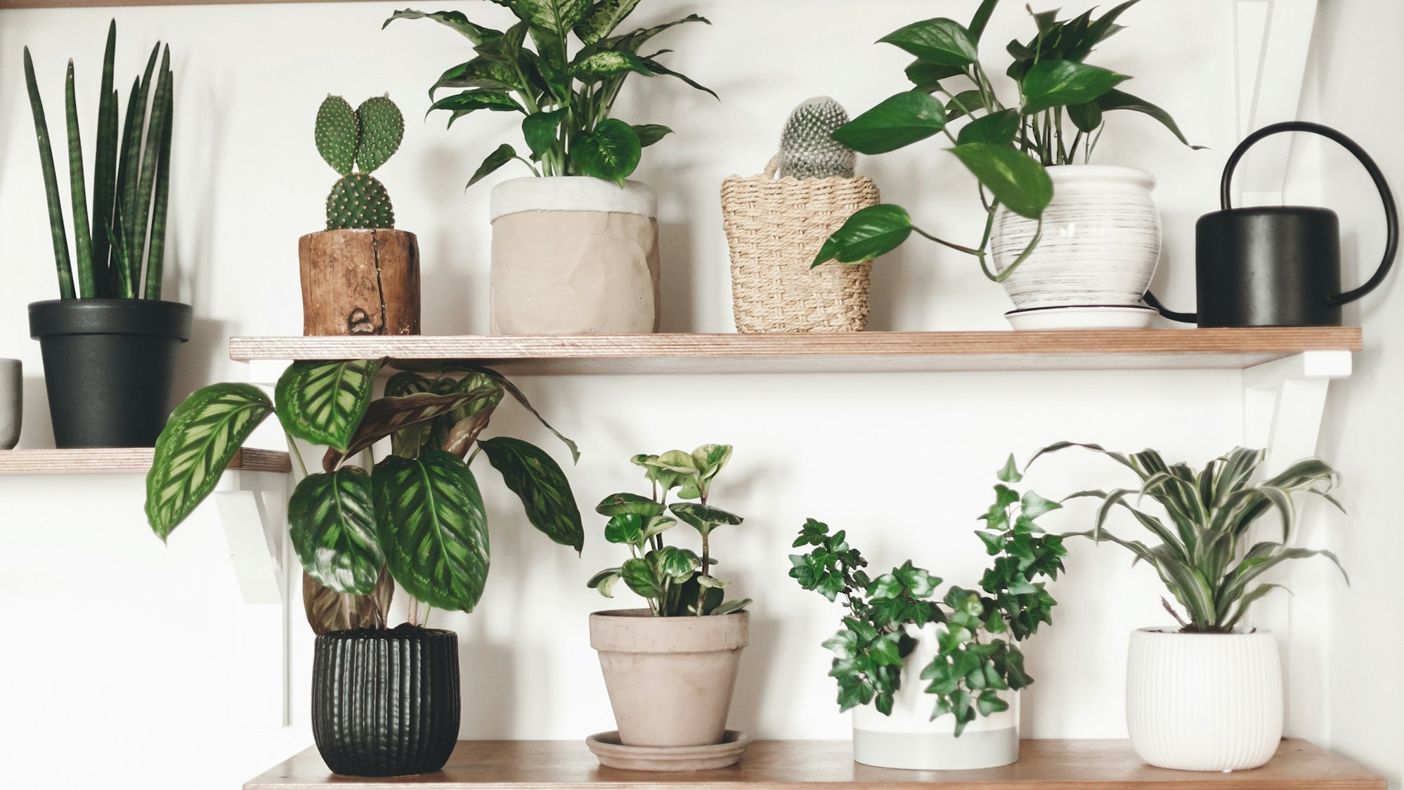 Auch für dunkle Wohnungen gibt es die passenden Zimmerpflanzen.