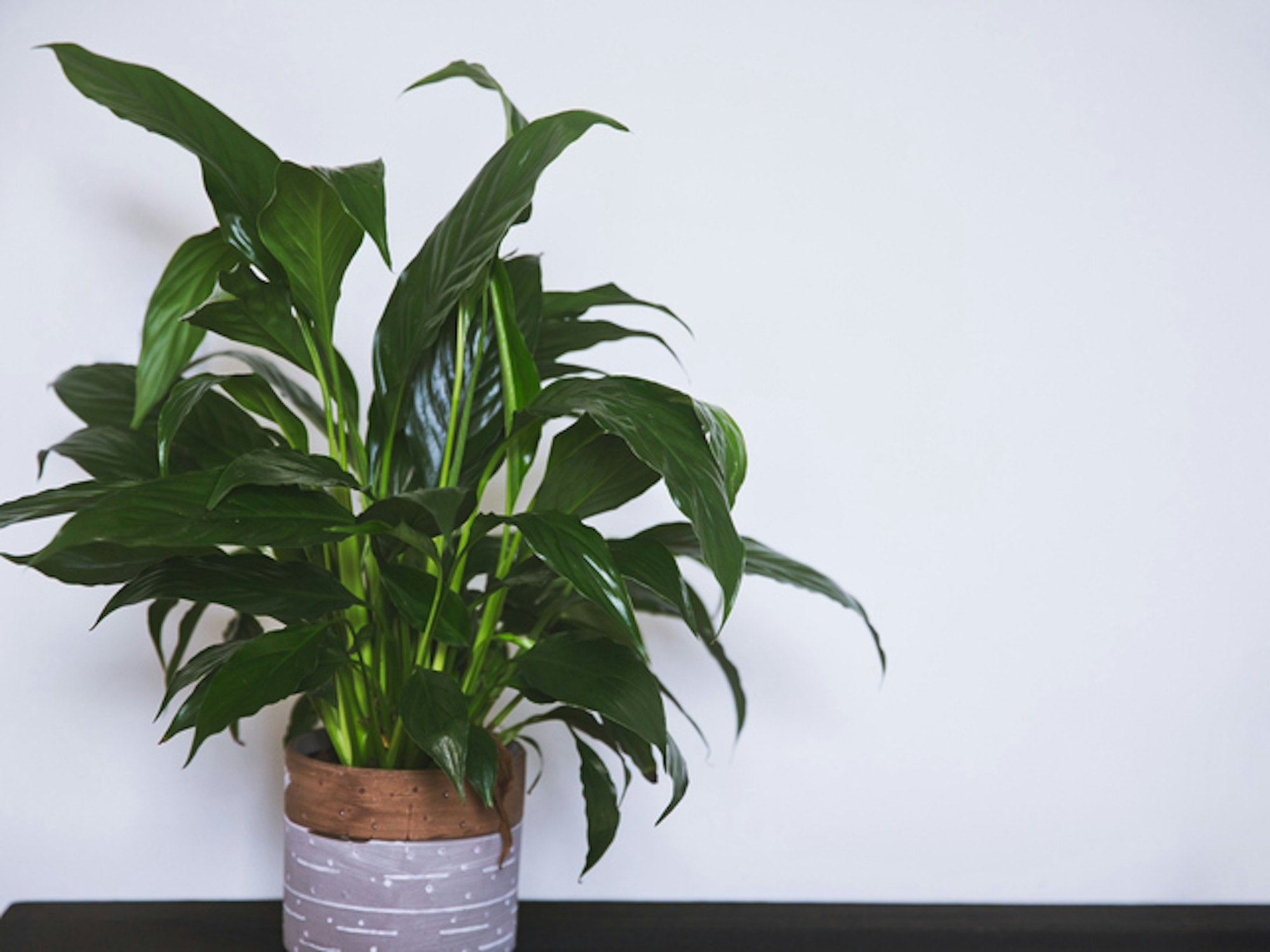 Das Einblatt reinigt nicht nur die Luft, sondern braucht auch wenig Licht.