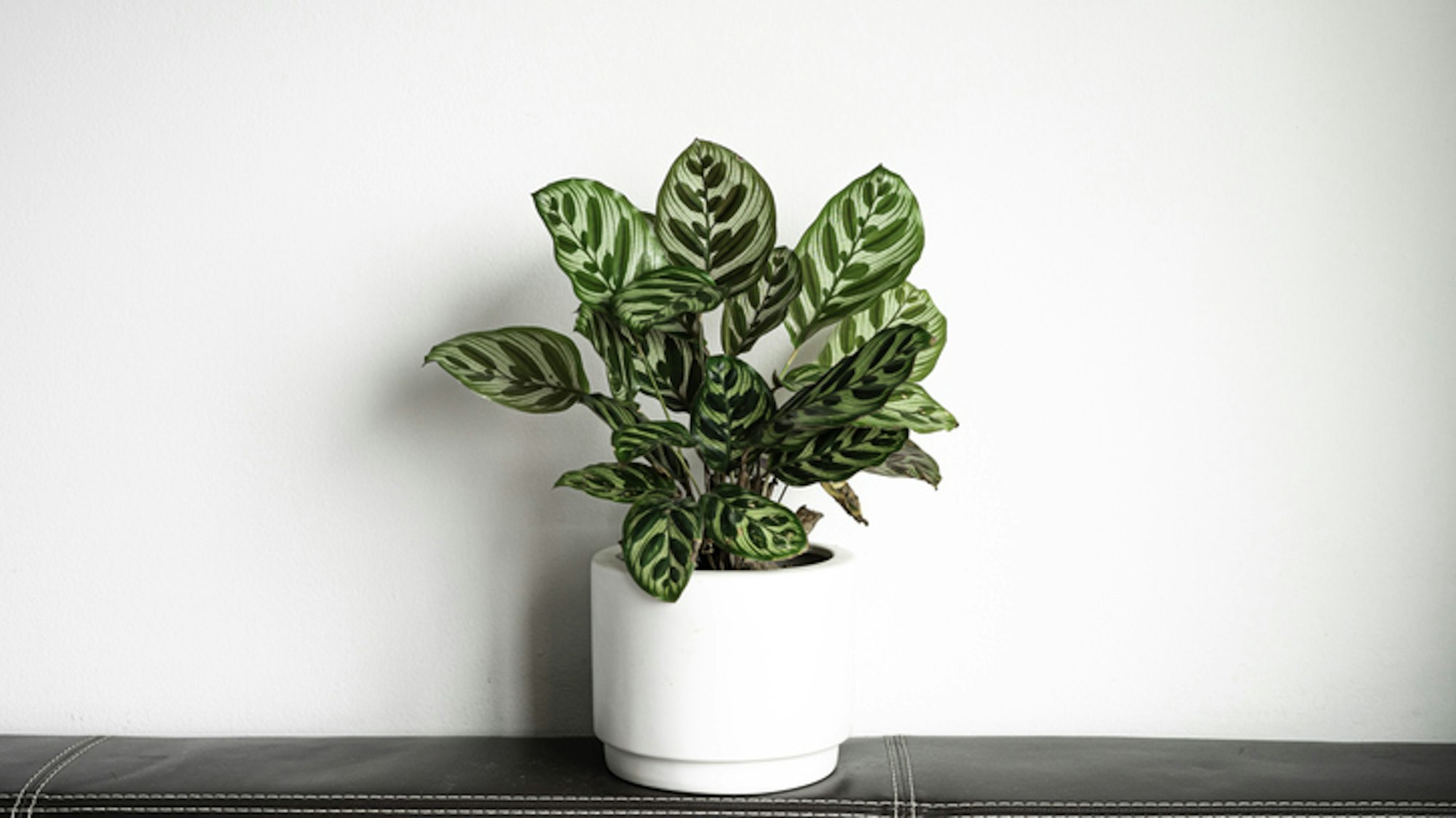 Die Calathea ist eine ungiftige Zimmerpflanze, die für bessere Luft sorgt.