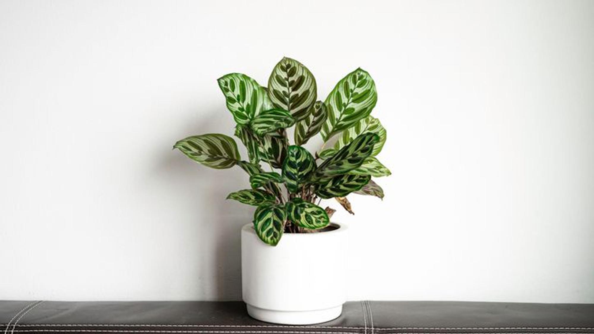 Die Calathea ist eine ungiftige Zimmerpflanze, die für bessere Luft sorgt.