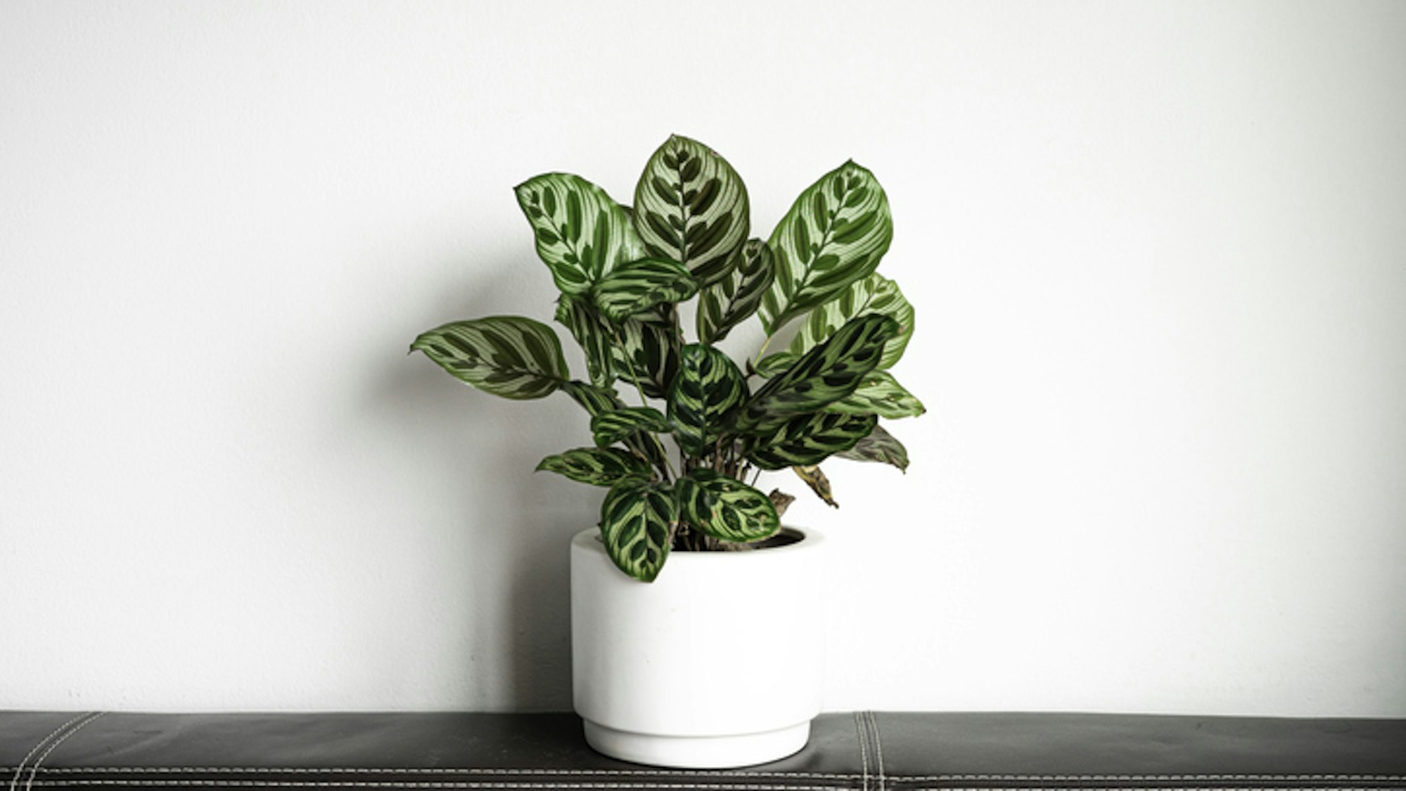 Die Calathea liebt einen Standort mit hoher Luftfeuchtigkeit.