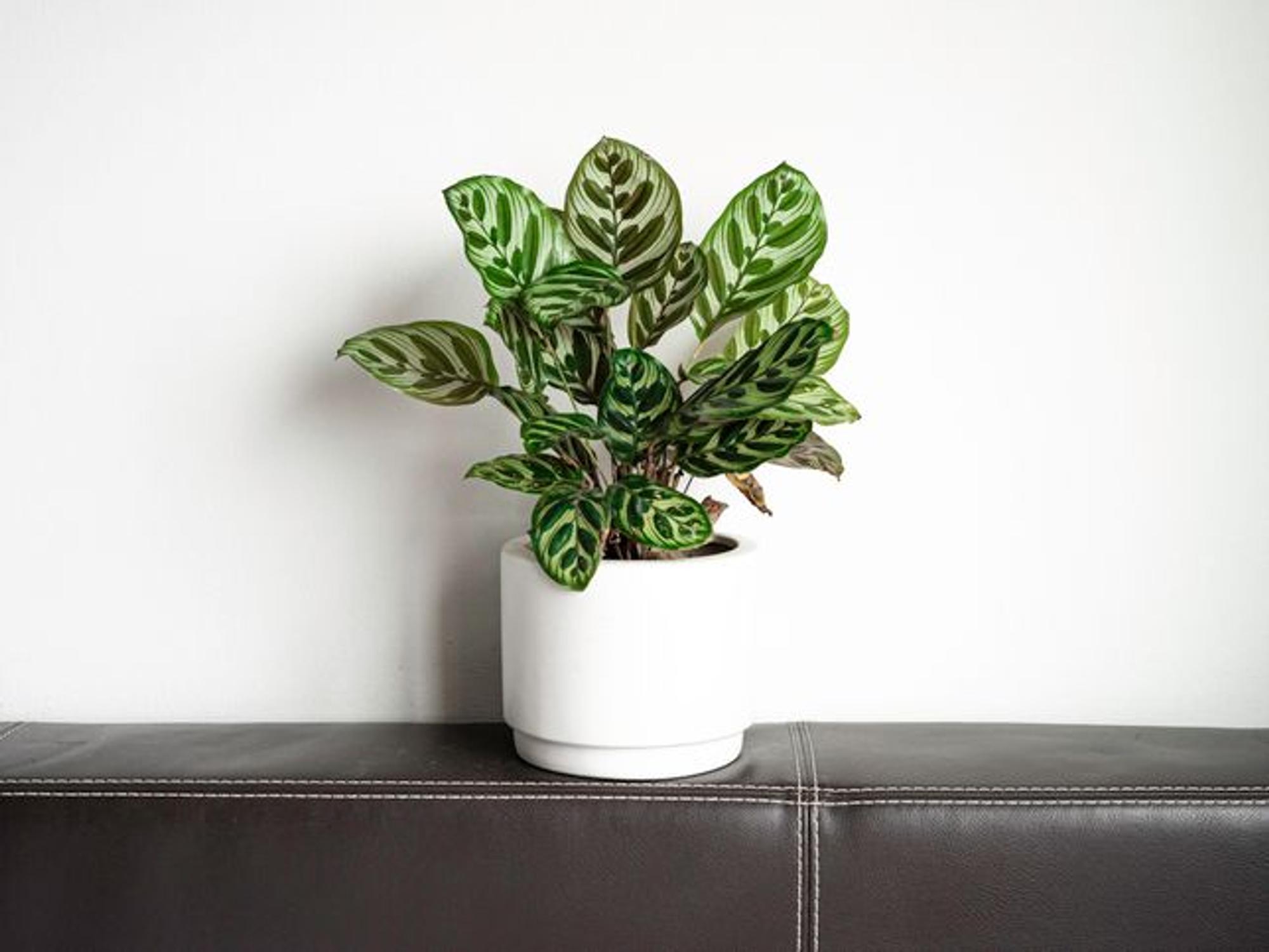 Calatheas lieben indirektes Licht und sind gute Zimmerpflanzen für wenig Licht.