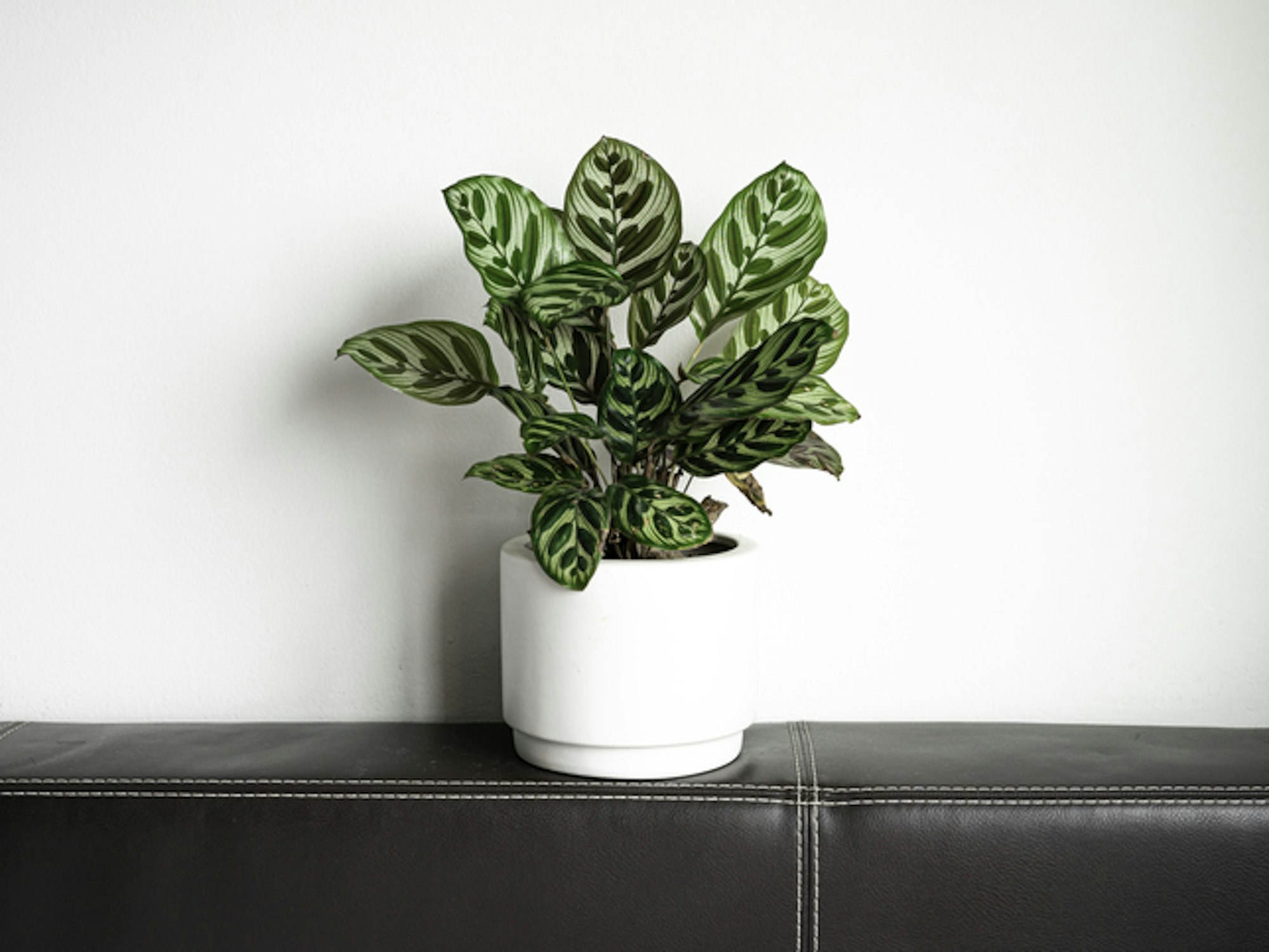 Calatheas lieben indirektes Licht und sind gute Zimmerpflanzen für wenig Licht.