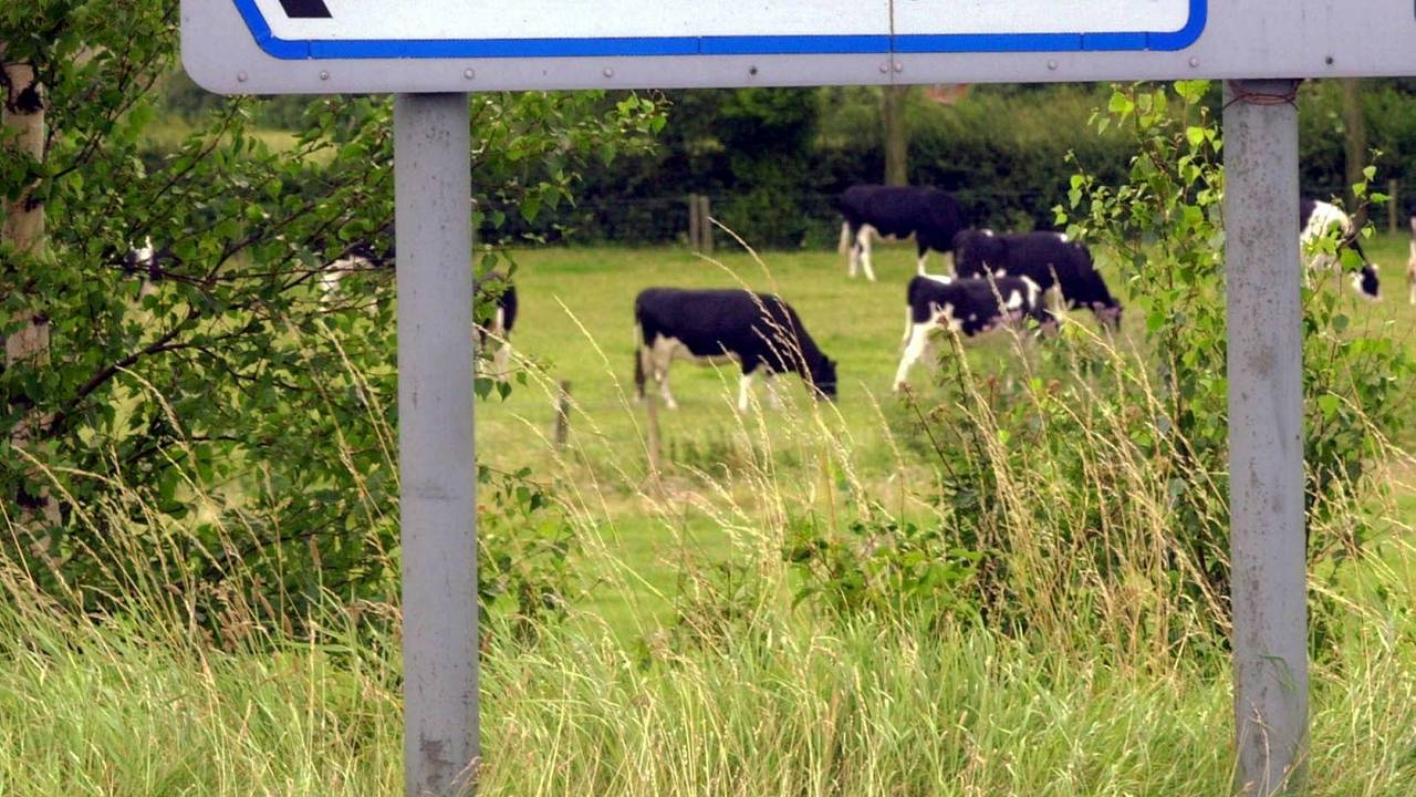 Kühe stehen auf einer Weide in der englischen Ortschaft Queniborough, bekannt als „BSE-Dorf“.