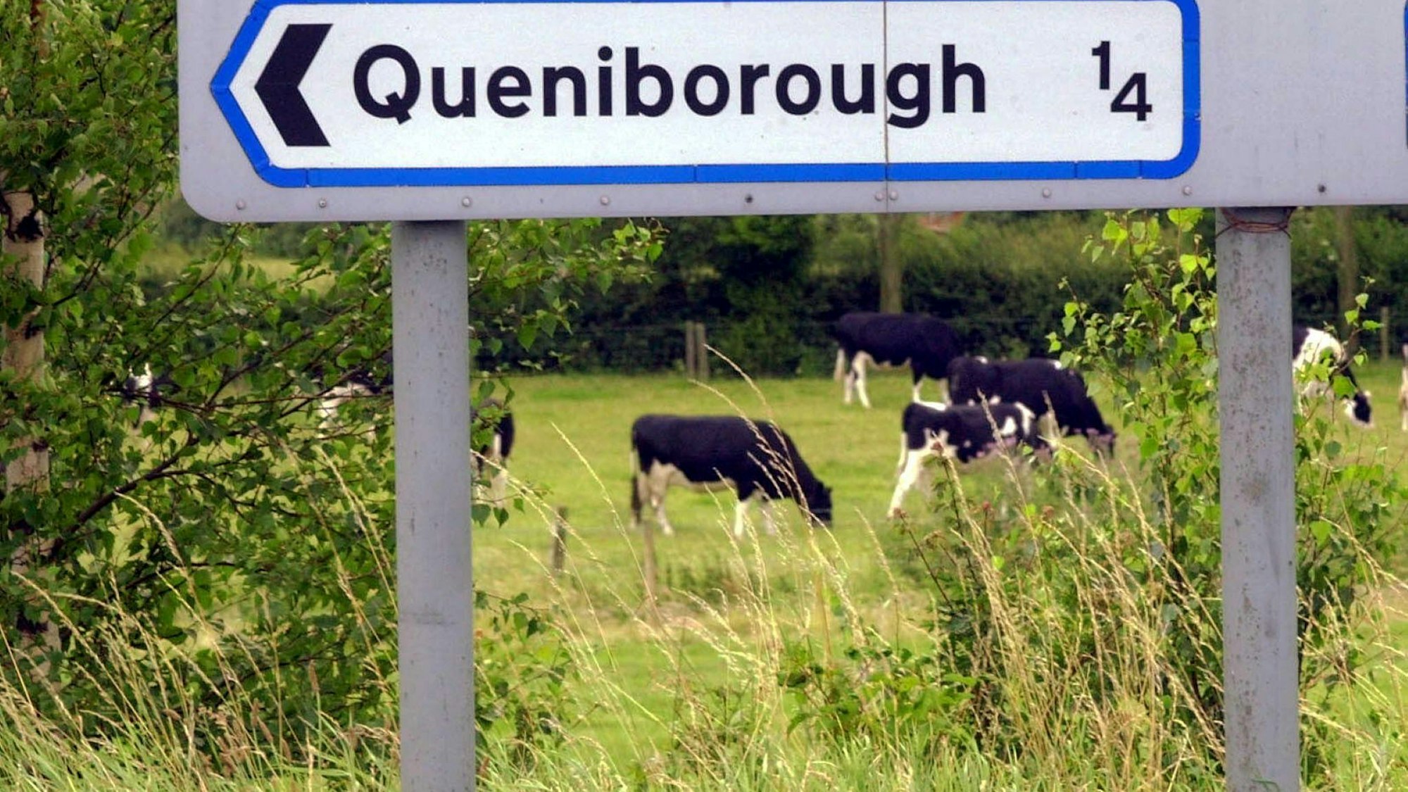 Kühe stehen auf einer Weide in der englischen Ortschaft Queniborough, bekannt als „BSE-Dorf“.