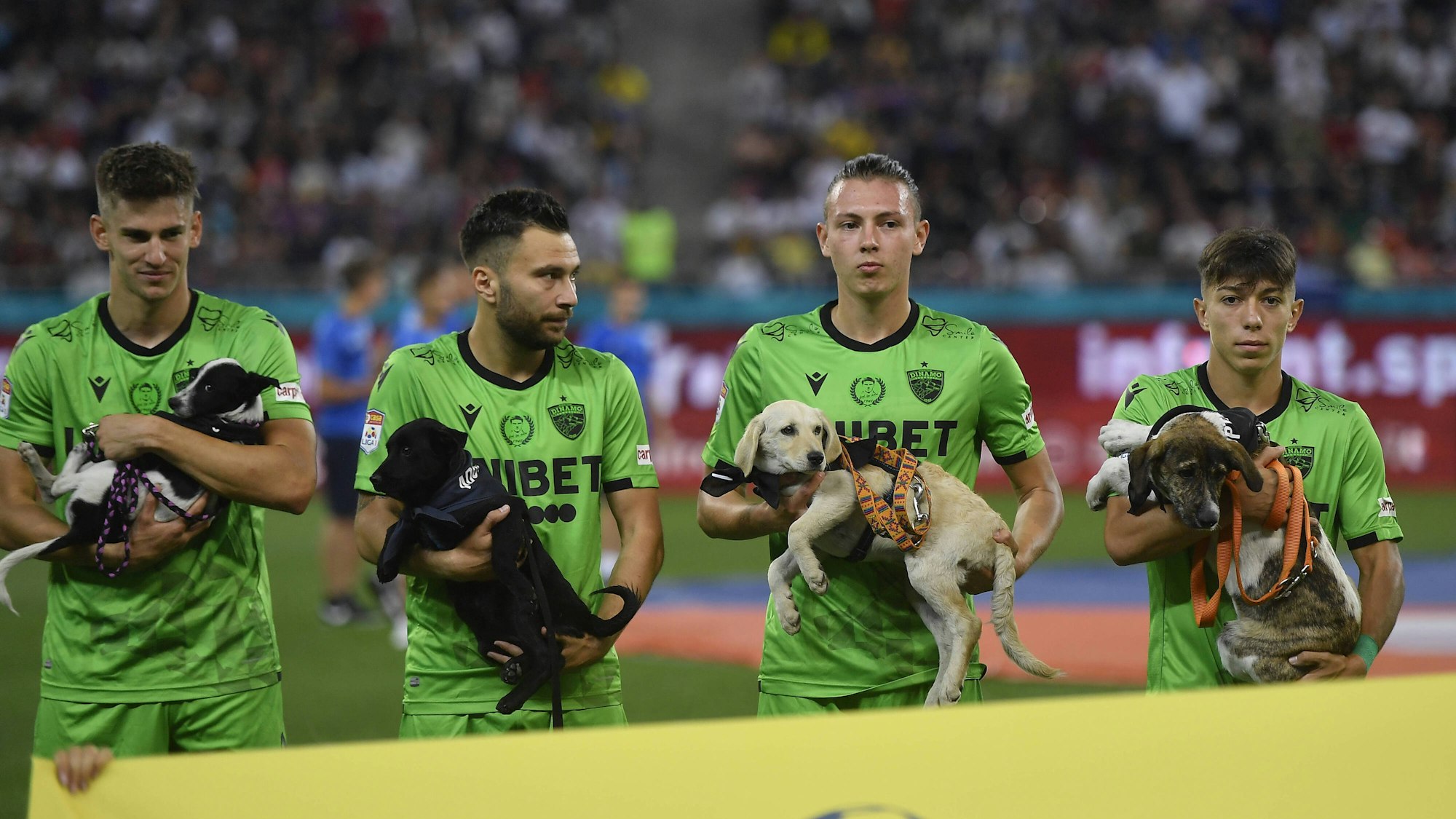 Spieler von Dinamo Bukarest halten Straßenhunde auf dem Arm.