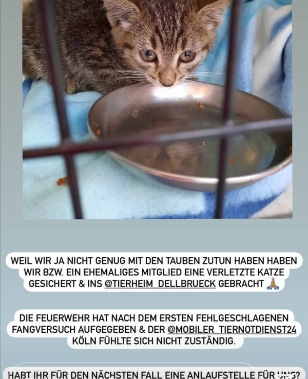 Eine kleine Katze sitzt in einem Käfig vor einem Freßnapf.
