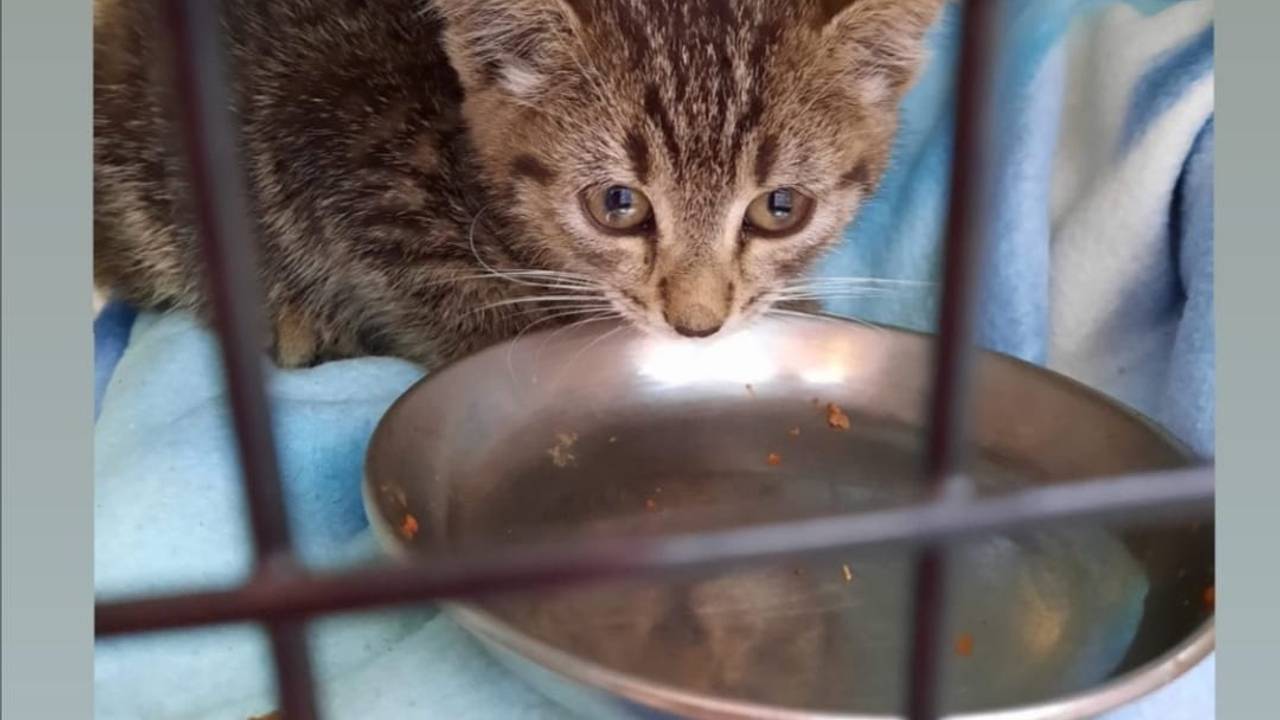 Eine kleine Katze sitzt in einem Käfig vor einem Freßnapf.