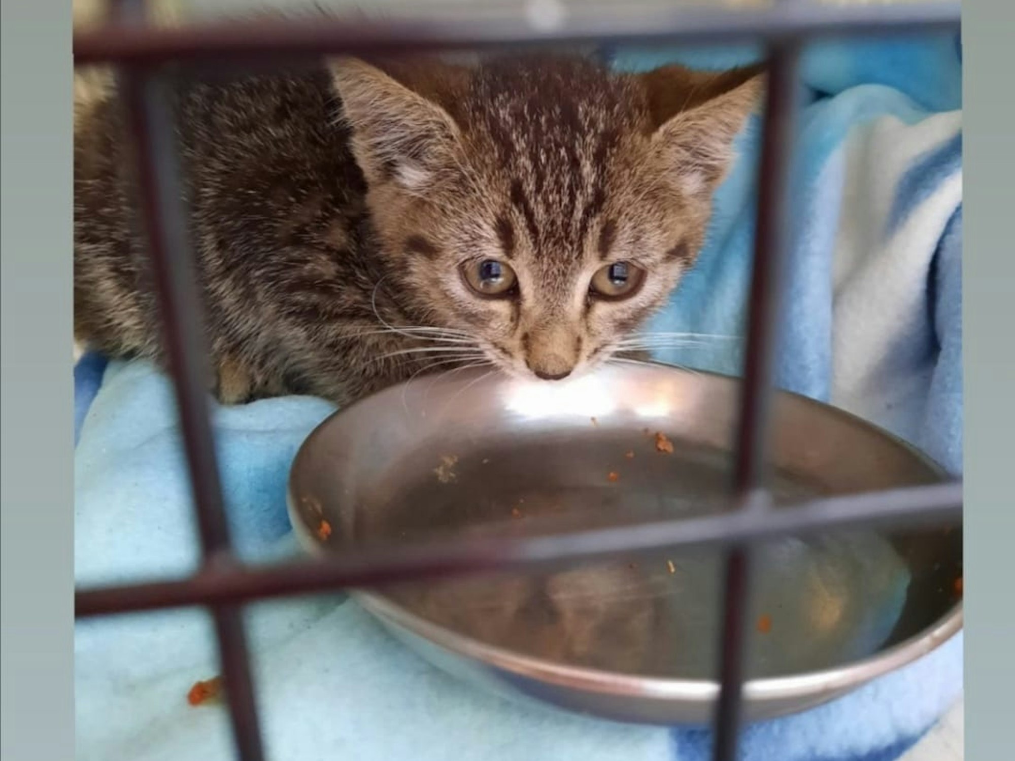Eine kleine Katze sitzt in einem Käfig vor einem Freßnapf.